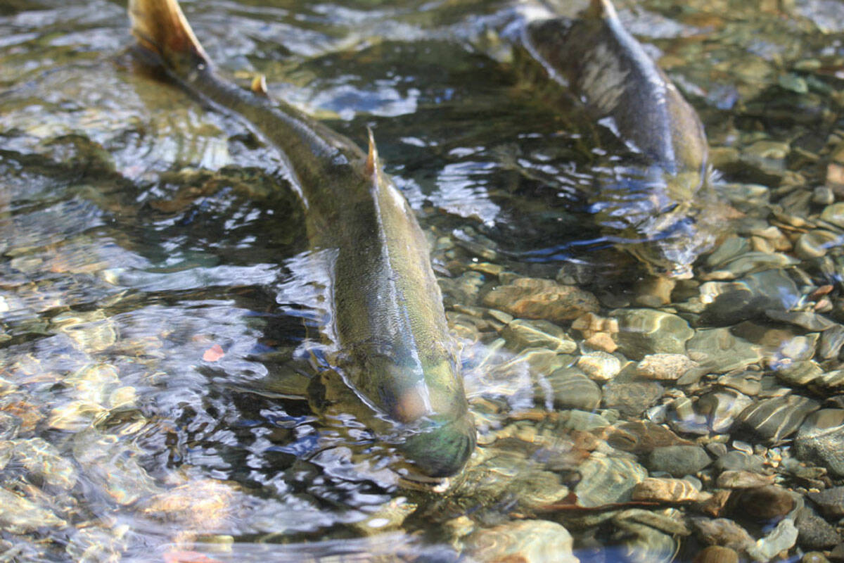 Salmon at Goldstream Provincial Park in Langford. (Black Press Media file photo)