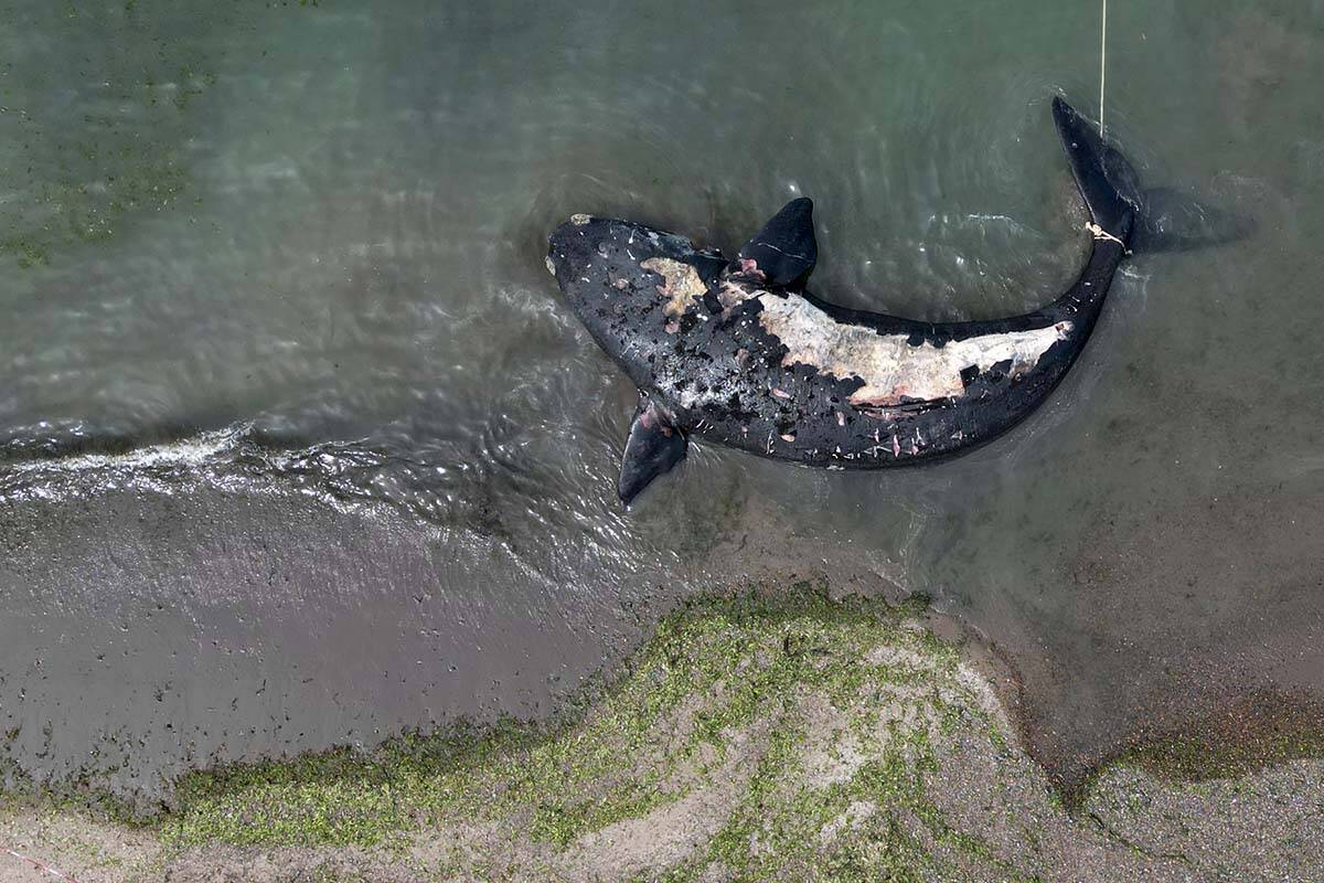 A dead whale floats on the shore near Puerto Madryn, Argentina, Tuesday, Oct. 4, 2022. Argentine scientists are determining the reason for at least 13 whales dying in the area in the past few days. (AP Photo/Maxi Jonas)