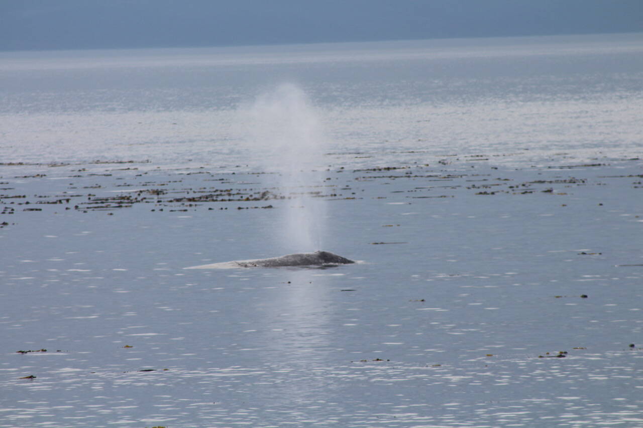 A gray whale surfaces in the Strait of Juan de Fuca. (John McKInley photo)
A grey whale surfaces in the Strait of Juan de Fuca. (John McKInley photo)
