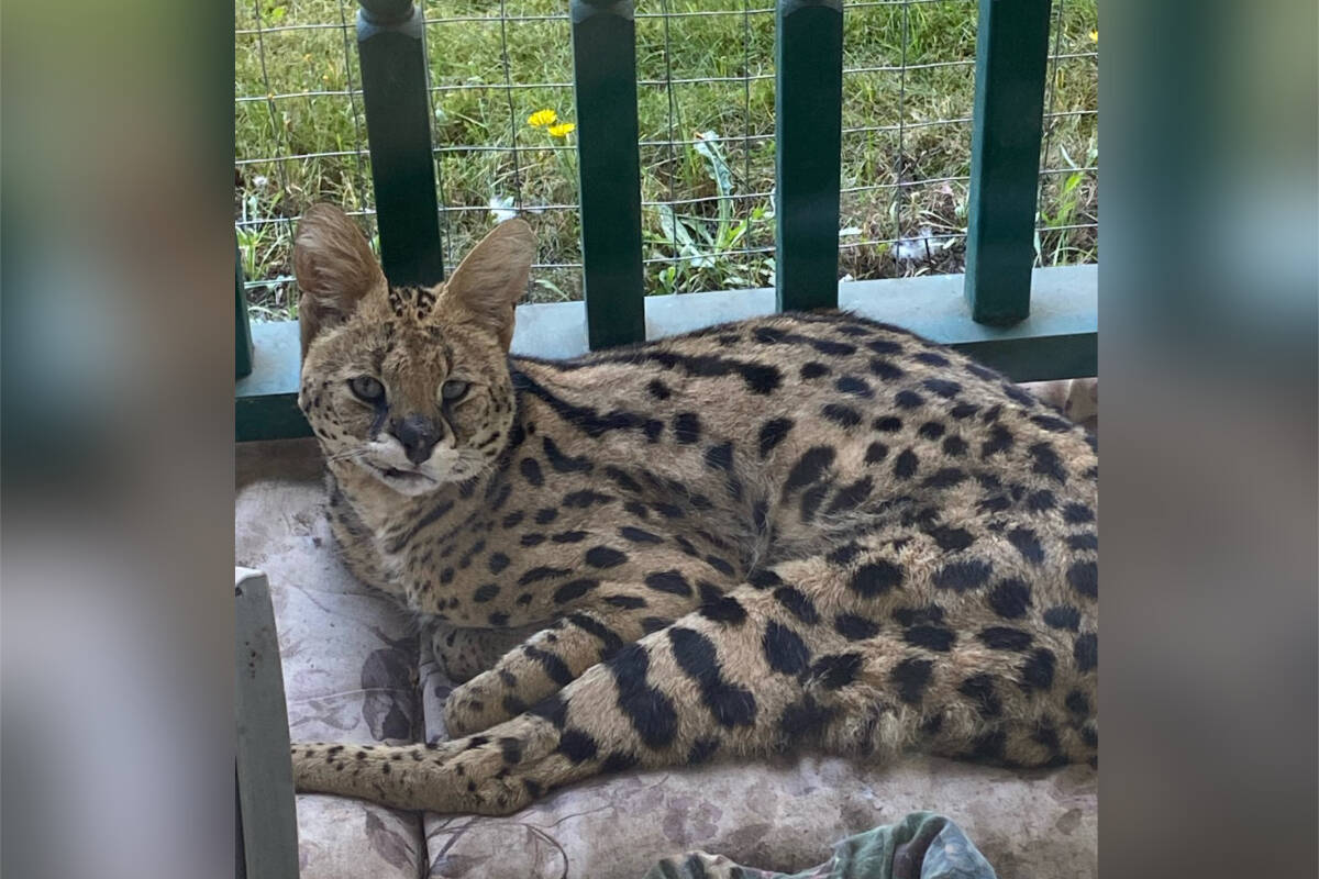 The second of two escaped African serval cats was recovered near Qualicum Beach on Oct. 9. (Submitted photo)