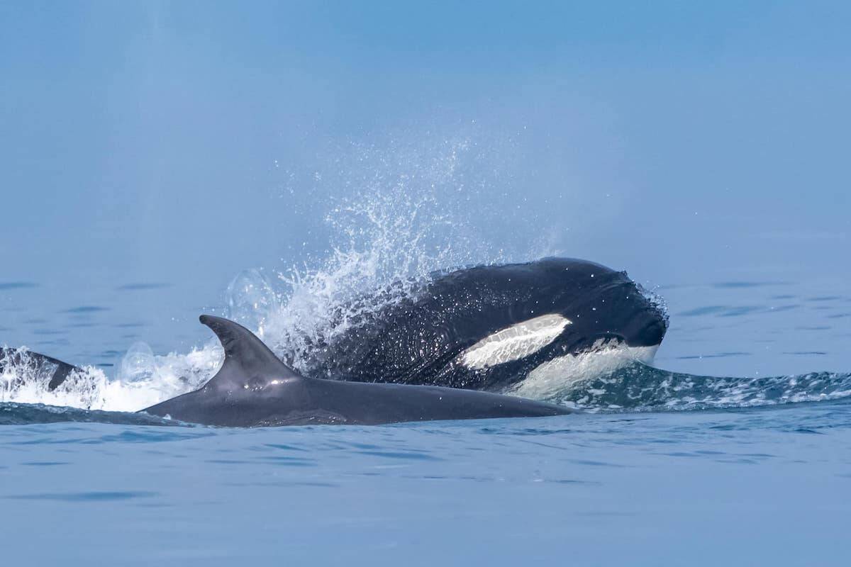 A Bigg’s (transient) killer whale preys on a minke whale in the waters off Washington State’s Smith Island on Oct. 7. (Courtesy of the Pacific Whale Watch Association)