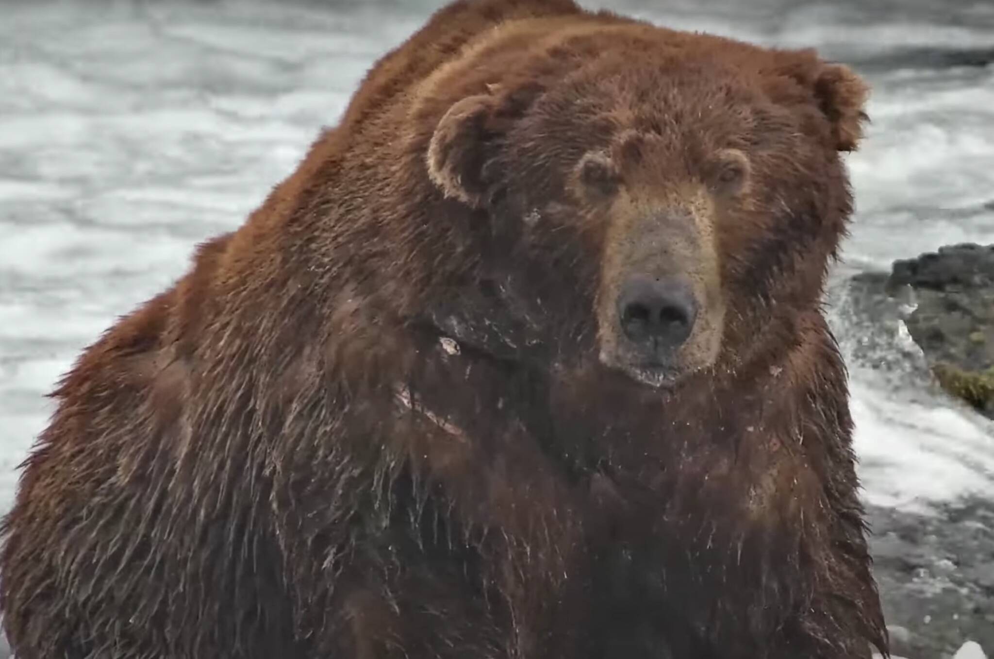 Bear 747 in Katmai National Park in Alaska. (Screenshot via Explore.org)