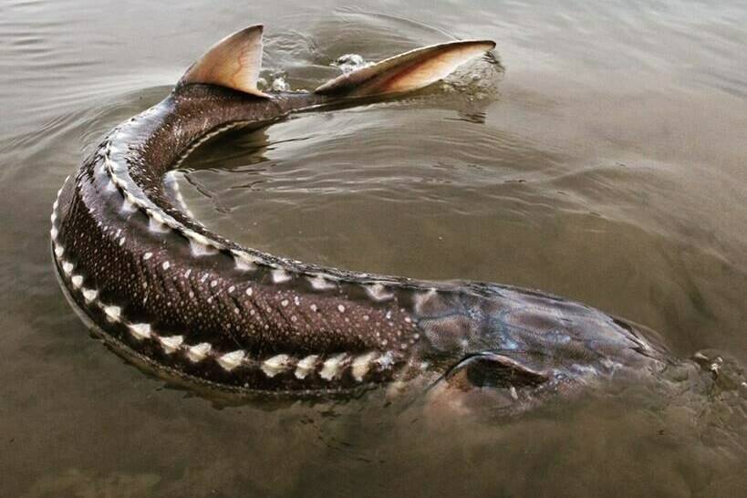 A white sturgeon is seen in B.C. waters after being captured during sampling by the Fraser River Sturgeon Conservation Society in an undated handout photo. Three British Columbia First Nations want the provincial and federal governments to live up to nine-month old court decision that said there is “overwhelming” evidence a dam on the Nechako River is killing endangered sturgeon. THE CANADIAN PRESS/HO-Fraser River Sturgeon Conservation Society, *MANDATORY CREDIT*