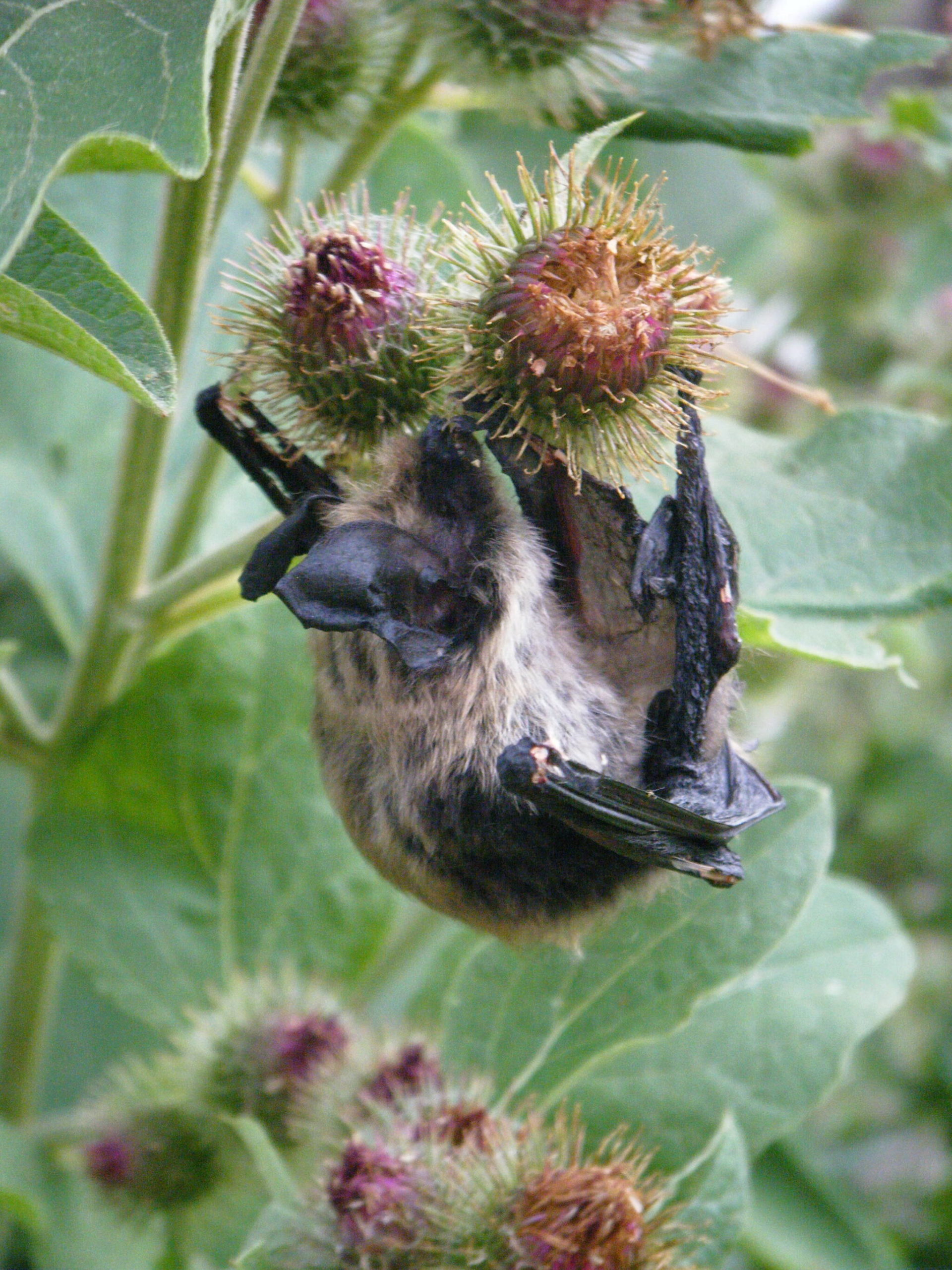 Removing invasive plants such as burdock allows native plants to thrive and reduces hazards for bats. Photo courtesy of M Anion.
