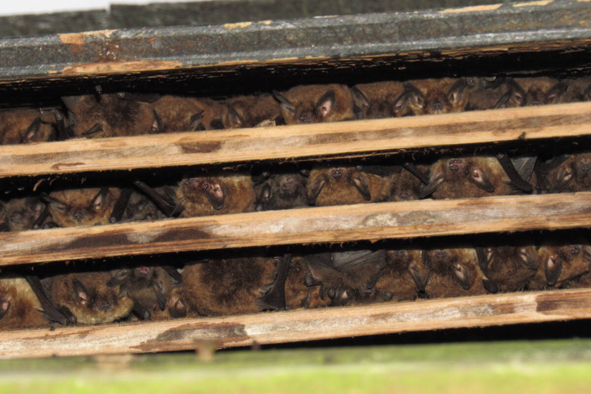 Bat boxes can provide a secure roost site for bats if properly installed and maintained. Photo courtesy of Sunshine Coast Wildlife Project.