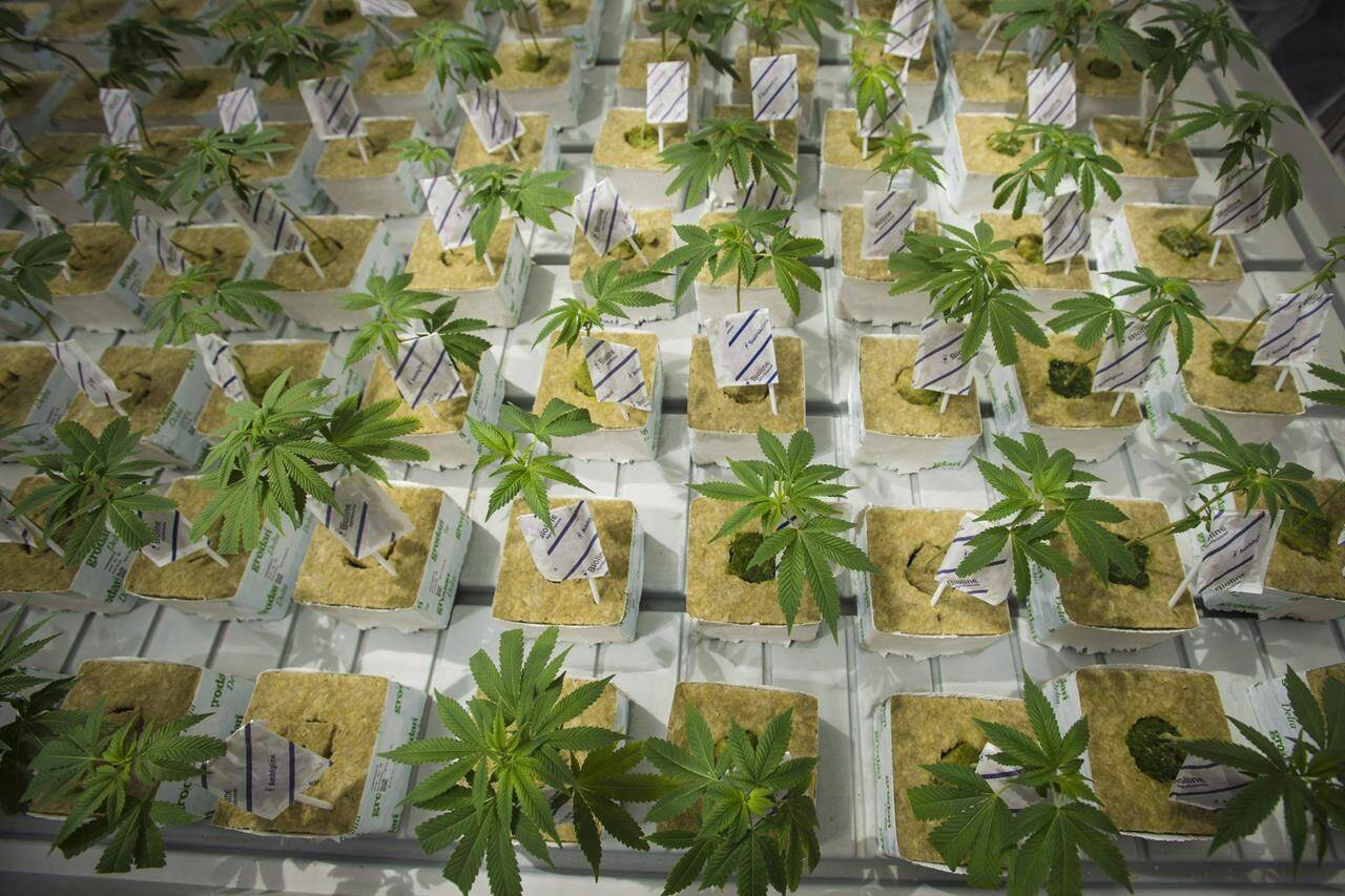 Cannabis cuttings are photographed at the CannTrust Niagara Greenhouse Facility during the grand opening event in Fenwick, Ont., on Tuesday, June 26, 2018. Cannabis industry observers say how seriously some in the sector treat marijuana regulations in the future could hinge on the outcome of a case against the former CannTrust Holdings Inc. leaders, whose company was caught growing pot in unlicensed rooms. THE CANADIAN PRESS/Tijana Martin