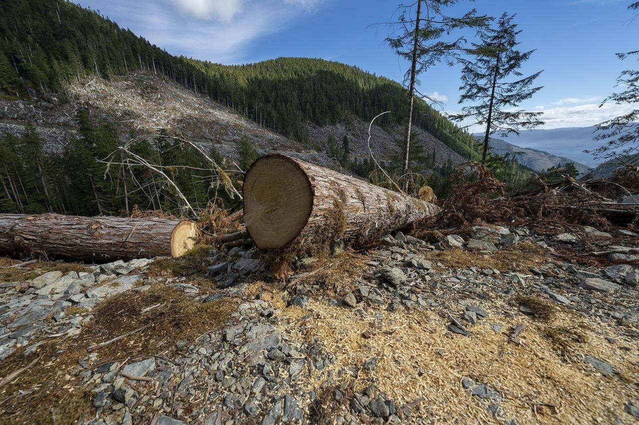 Fresh cut sawdust is seen from a tree cut from a cut block near the “heli camp” in the Fairy Creek logging area near Port Renfrew, B.C., Monday, Oct. 4, 2021. A new analysis suggests Canada is underestimating greenhouse gas emissions from forestry, which it says equal those from Alberta’s oilsands in some years. THE CANADIAN PRESS/Jonathan Hayward