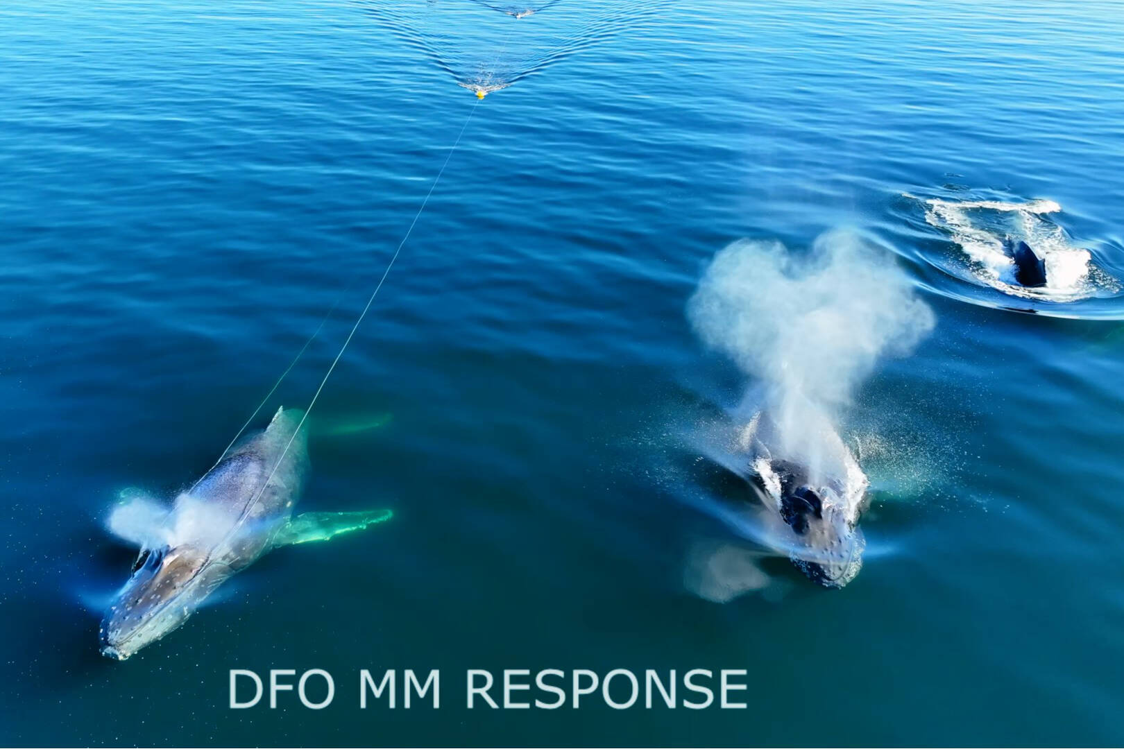 Fisheries and Oceans Canada’s Marine Mammal Rescue team completed a humpback whale disentanglement mission on Oct. 14 near Texada Island. The whale on the left was entangled in 300 feet of marine rope and a buoy, used for prawn traps.
