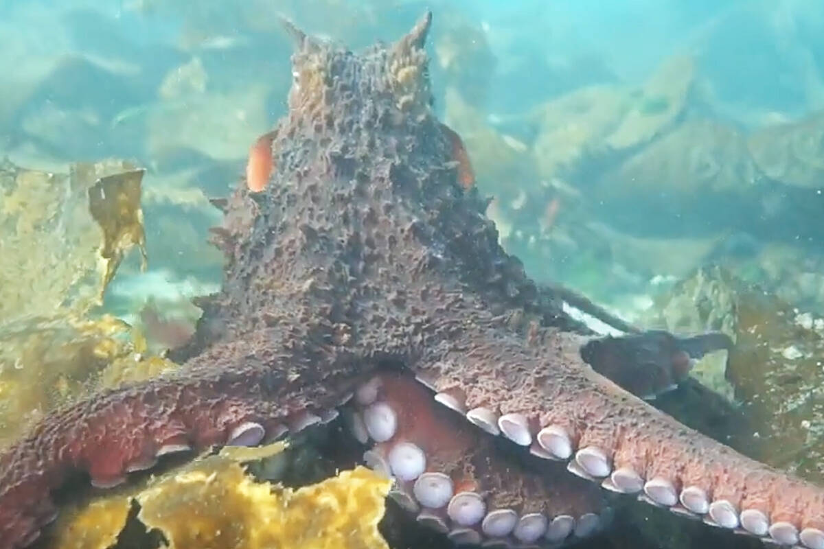Giant Pacific octopus approaches Campbell River diver Andrea Humphreys during a friendly and unforgettable encounter near Campbell River Oct. 15, 2022. Screen capture from video by Andrea Humphreys