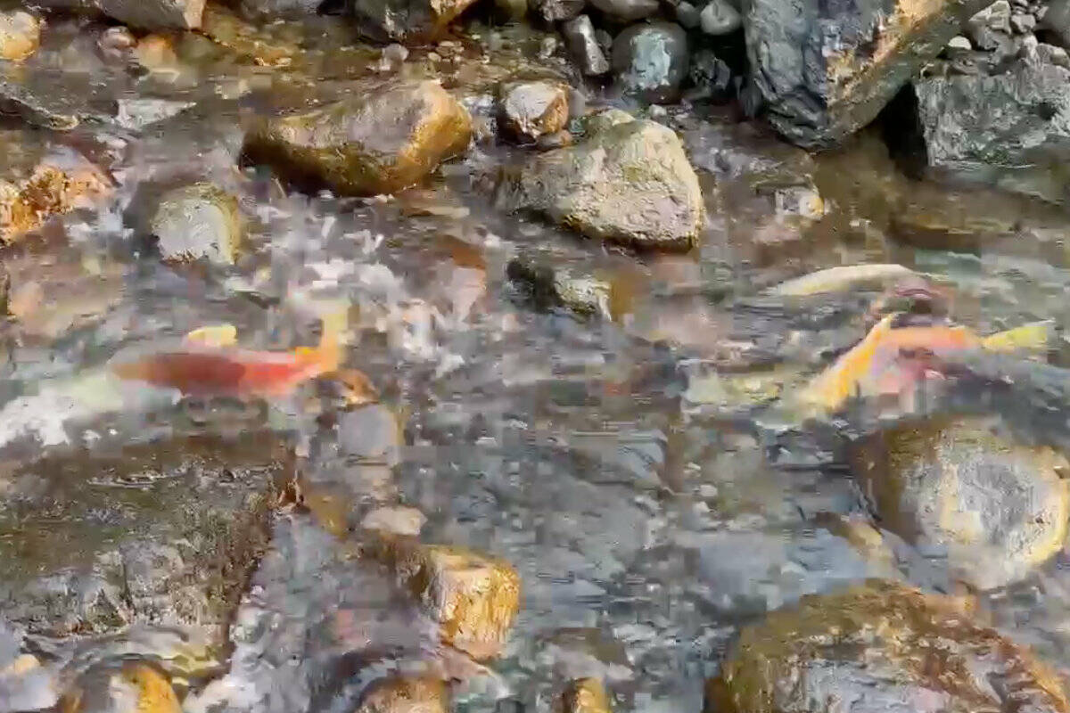 Sockeye salmon struggle to get upstream in historically low water levels in Weaver Creek near the Harrison River north of Chilliwack on Oct. 20, 2022. (Submitted by a Watershed Watch Salmon Society volunteer)