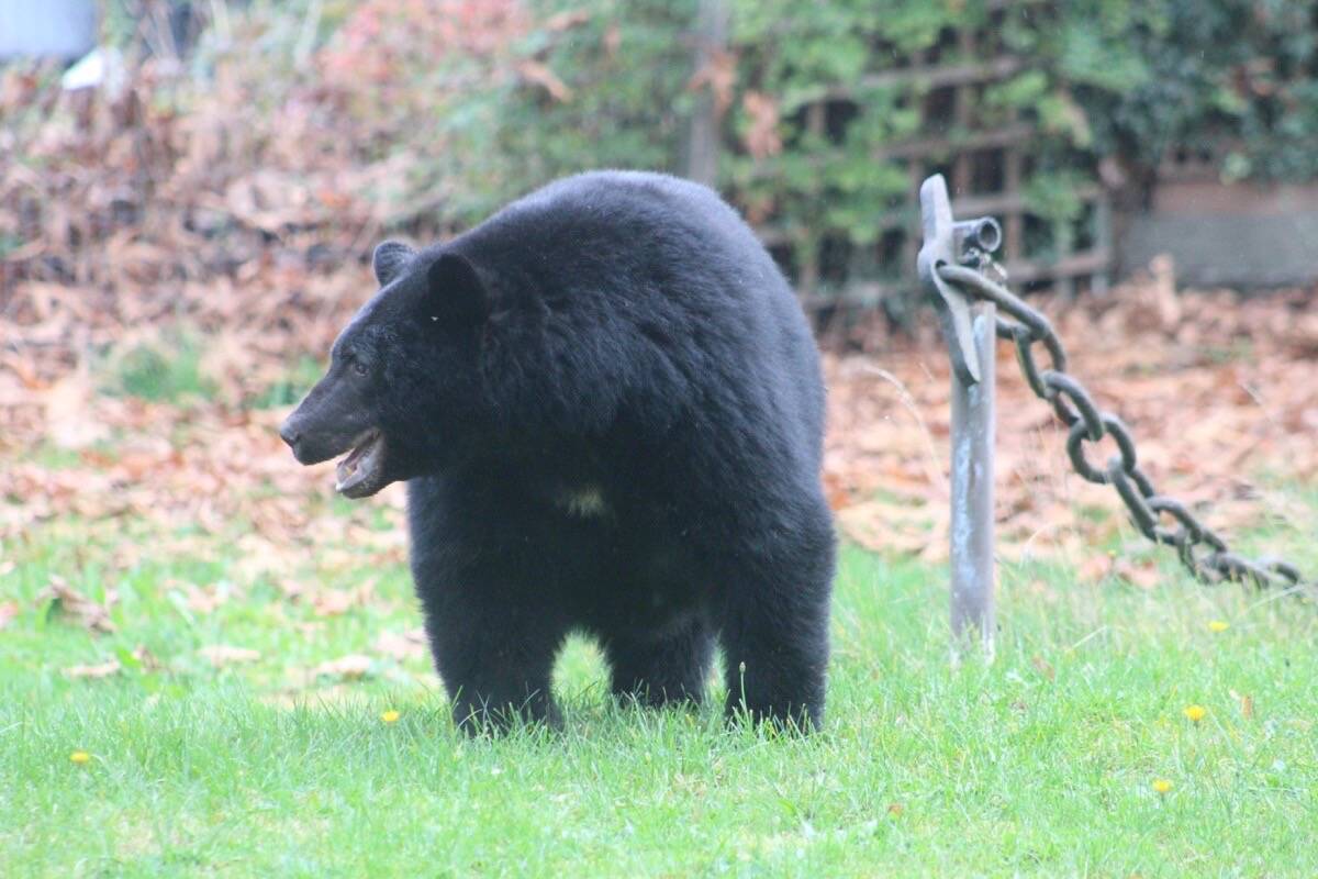 File photo of a bear that wound up in a backyard of a Courtenay home.