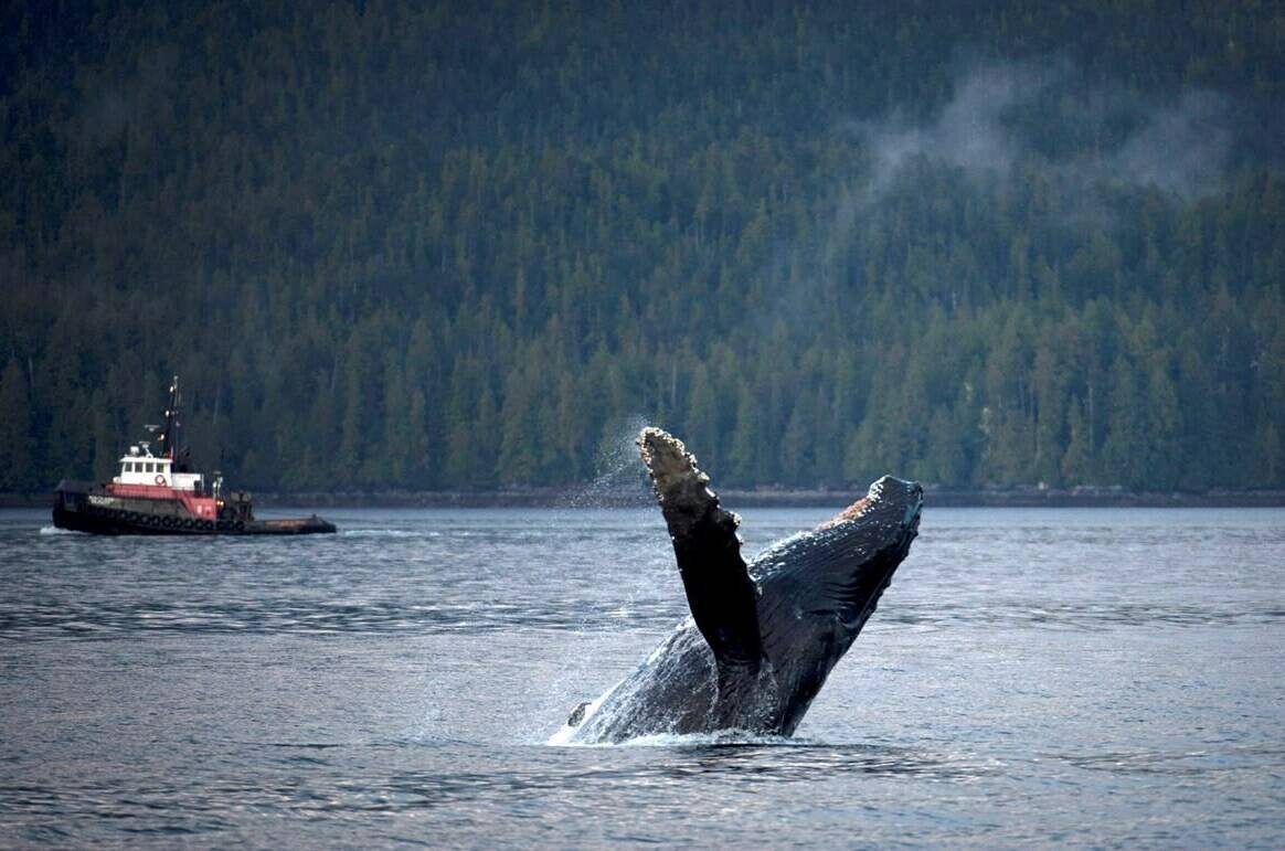 A humpback whale is seen just outside of Hartley Bay along the Great Bear Rainforest, B.C. Tuesday, Sept, 17, 2013. THE CANADIAN PRESS/Jonathan Hayward