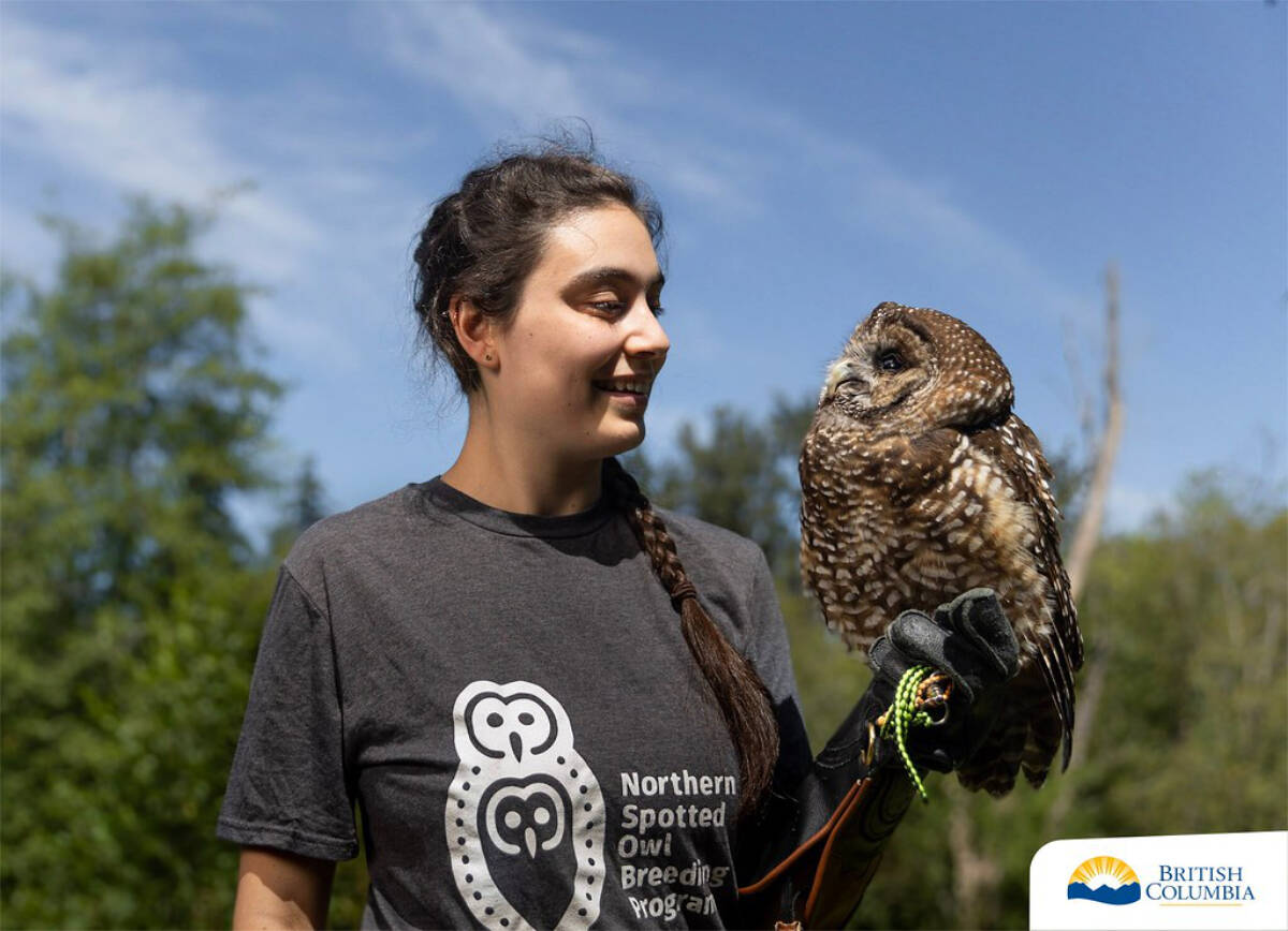 Deemed as an historic milestone for conservation, it was the result fo a partnership between the provincial Spotted Owl Breeding and Release Program and Spuzzum First Nation. (BC Gov News)