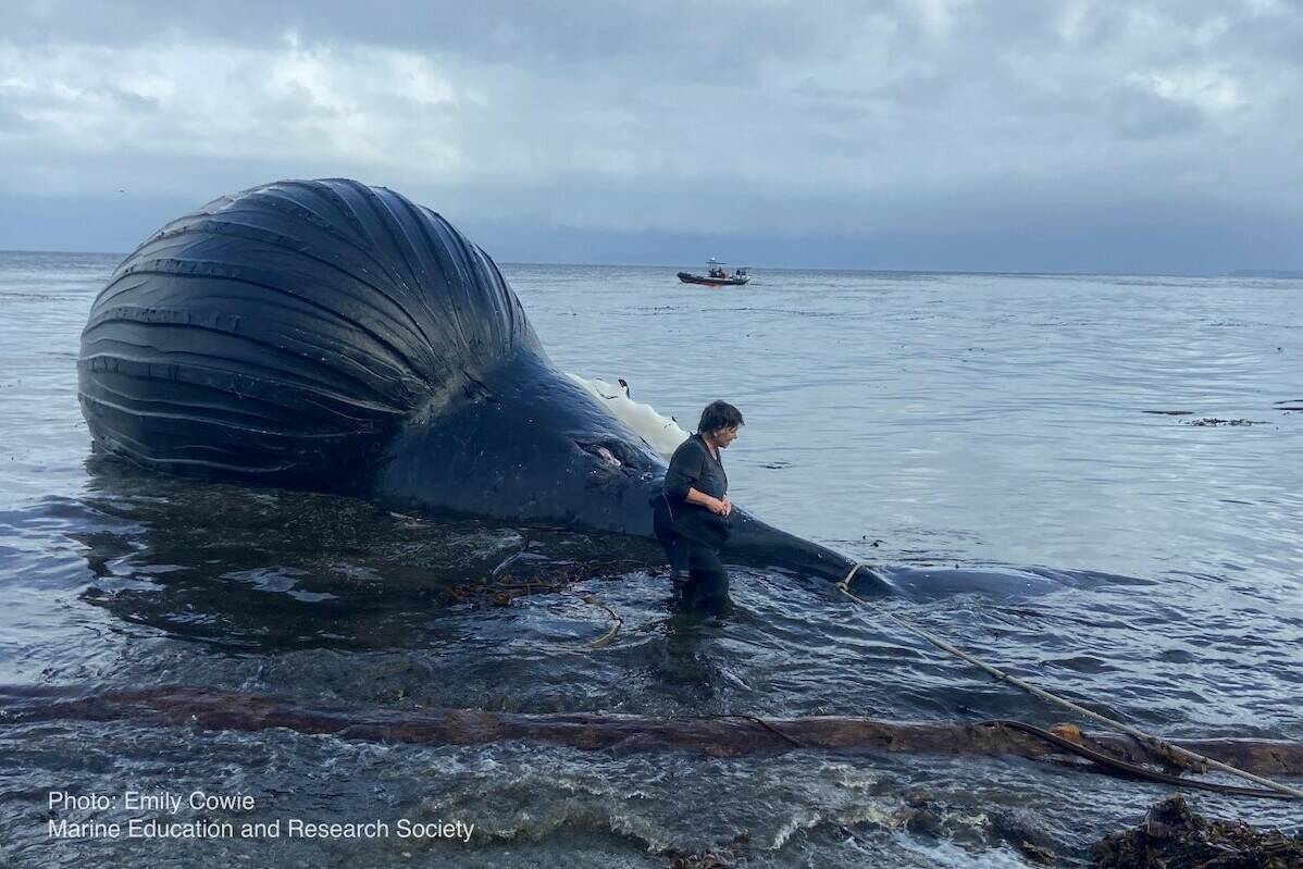 The Marine Detective Jackie Hildering wades into the water next to the humpback. (Emily Cowie/MERS photo)