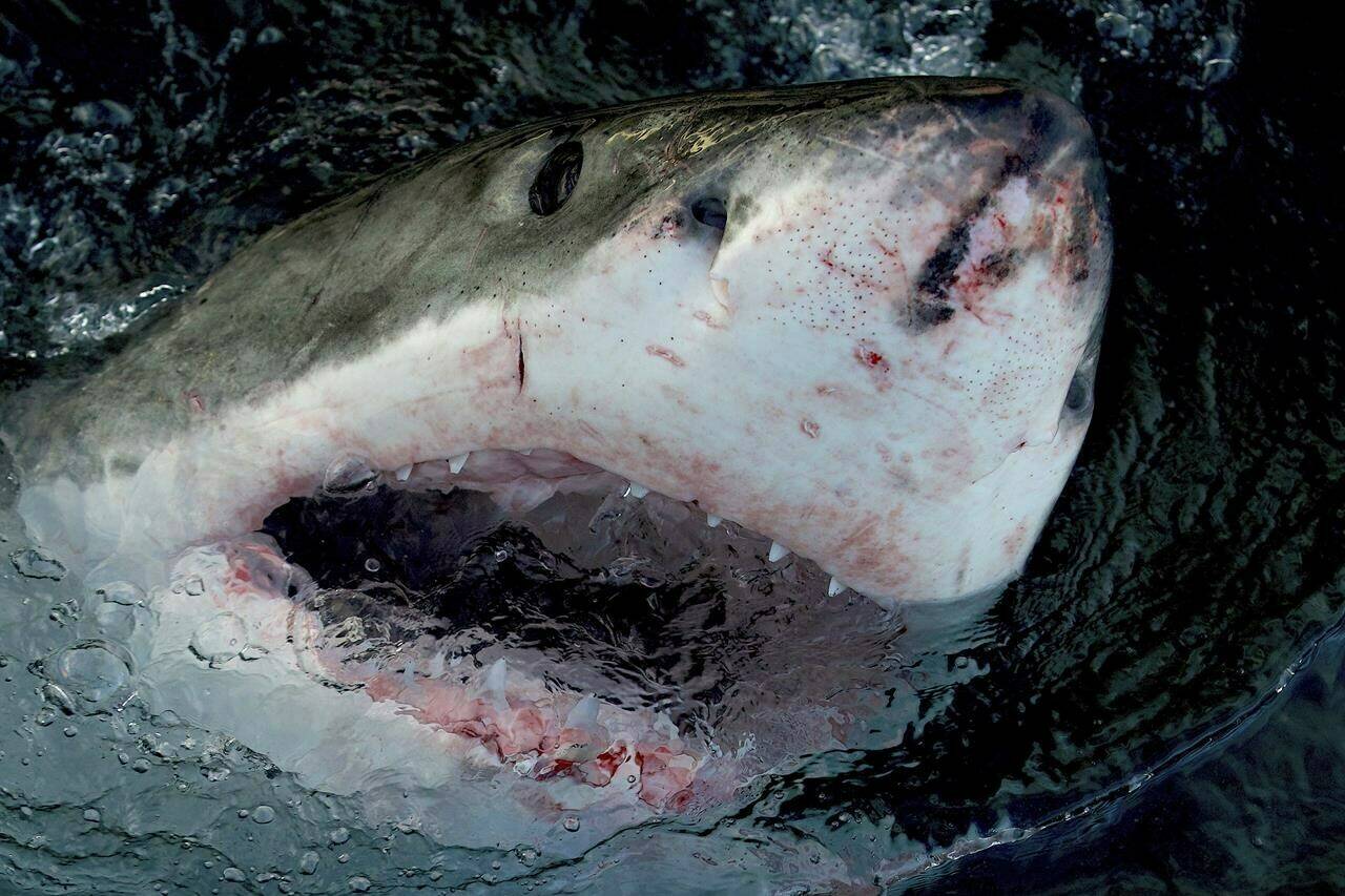 This image released by Warner Bros. Discovery shows a great white shark at the water’s surface. The death of two great white sharks in Atlantic Canada within days is abnormal, say researchers. They’re the ocean’s apex predators, but what caused the deaths is a mystery to researchers. THE CANADIAN PRESS/AP- Warner Bros. Discovery via AP