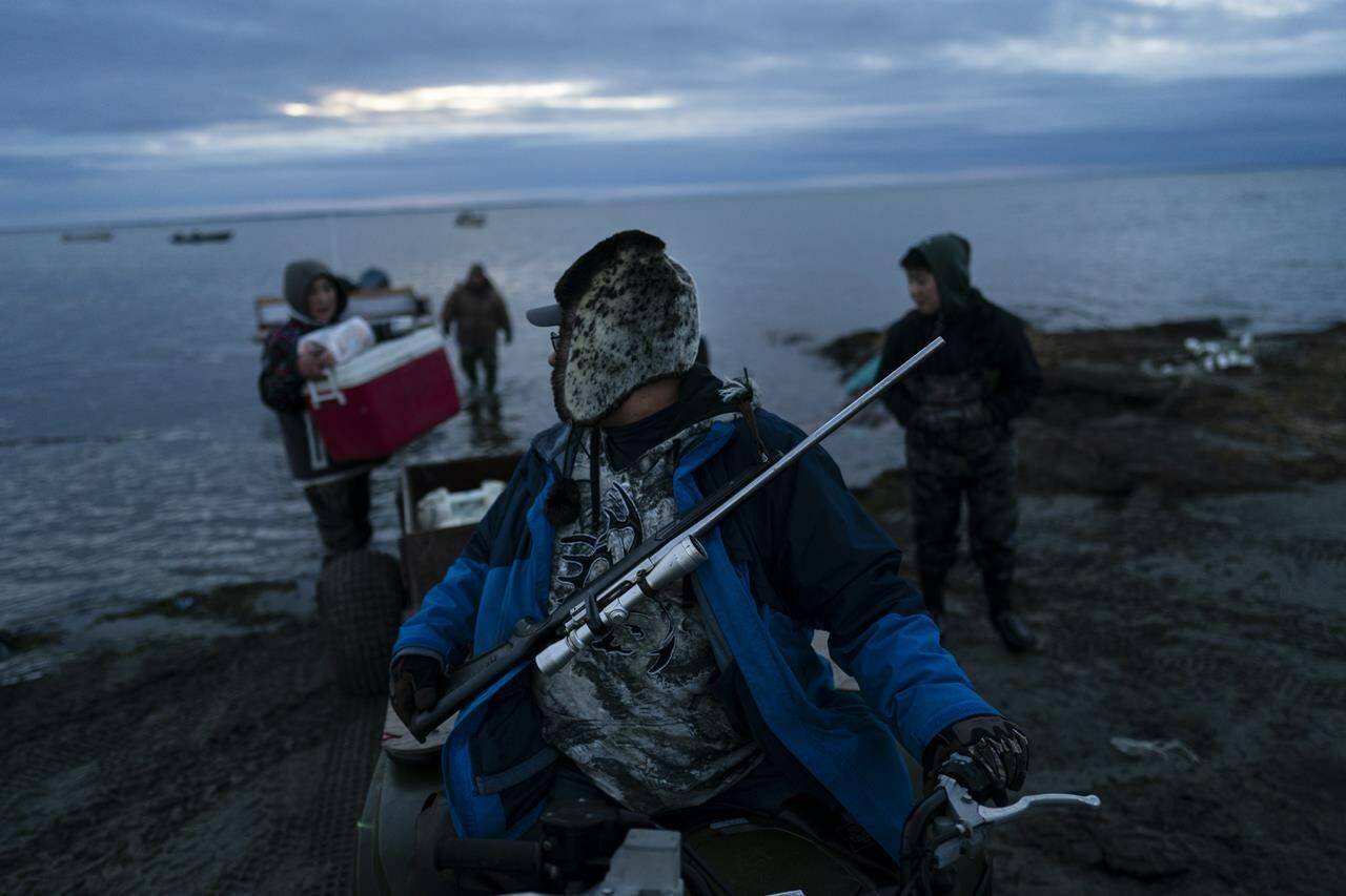 Wearing a seal fur hat made by his mother, Andrew Kakoona, 46, sits on an ATV with a hunting rifle secured on his chest as he and his relatives get ready for seal hunting in Shishmaref, Alaska, Tuesday, Oct. 4, 2022. (AP Photo/Jae C. Hong)