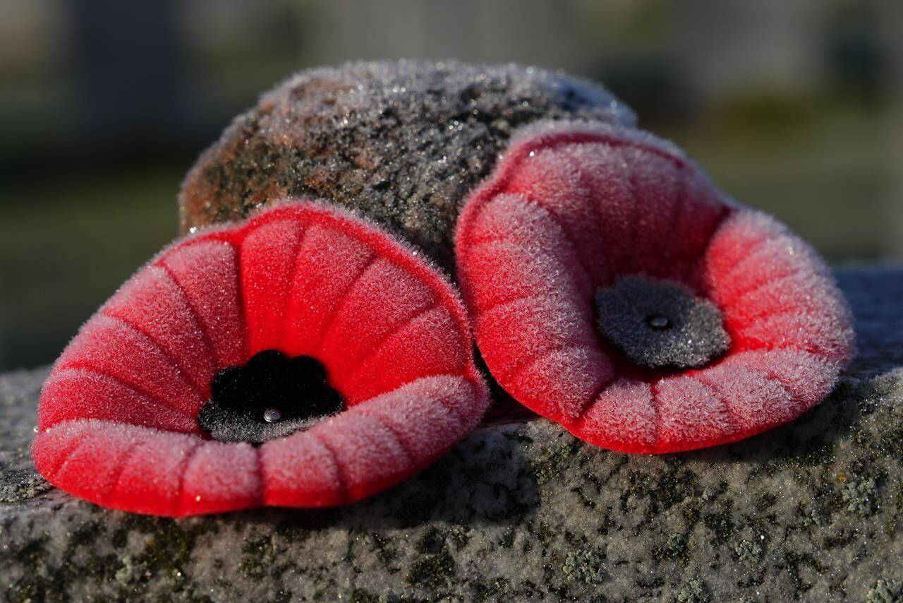 Frosty poppies sit atop a tombstone on Remembrance Day at the National Military Cemetery in Ottawa on Thursday, Nov. 11, 2021. The Royal Canadian Legion’s national poppy campaign kicks off today and will run through Remembrance Day under less health restrictions than in recent years, and organizers hope a string of new initiatives will re-engage Canadians in the act of remembrance.THE CANADIAN PRESS/Sean Kilpatrick