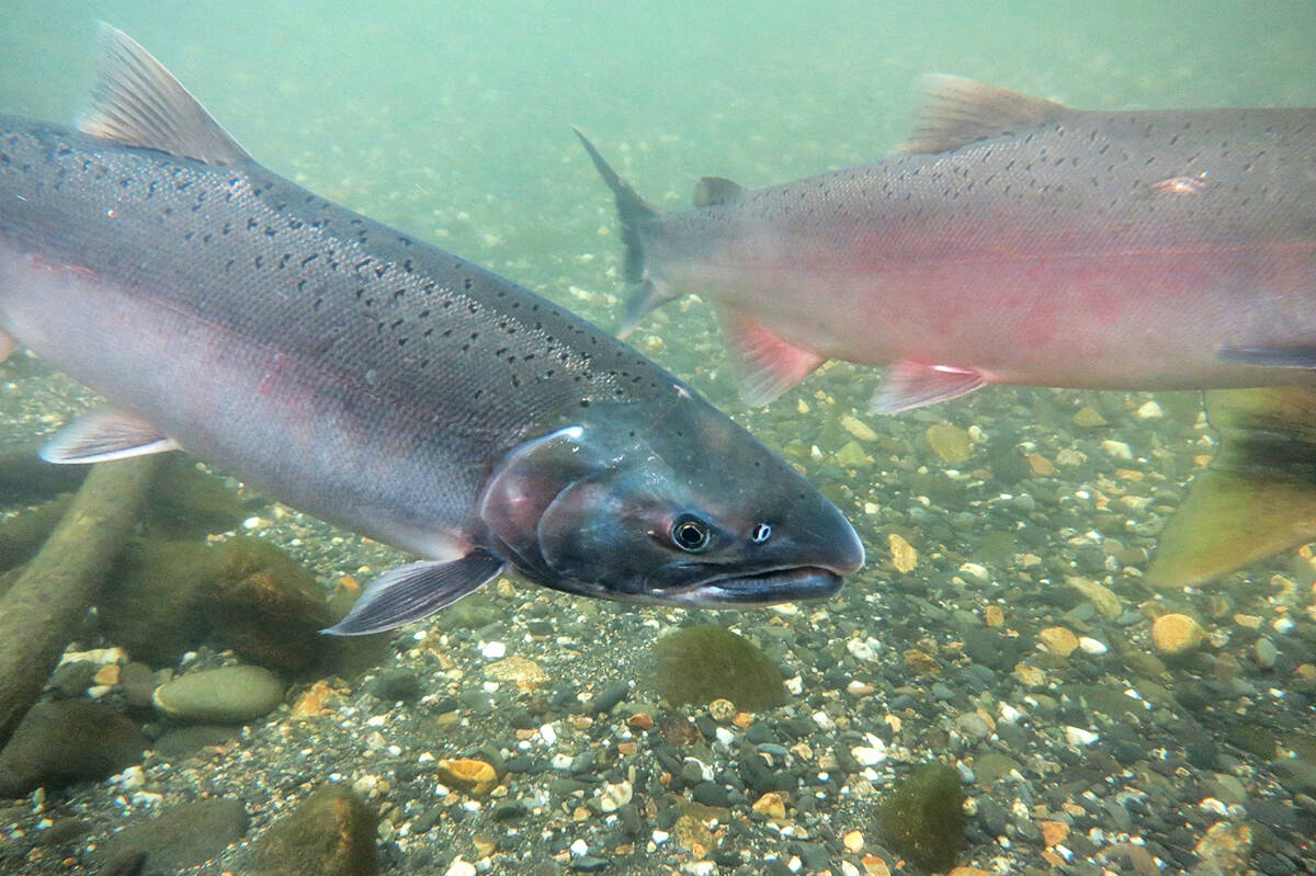 The Alouette River Management Society encourages spectators to be respectful of salmon when viewing them. (ARMS/Special to The News)