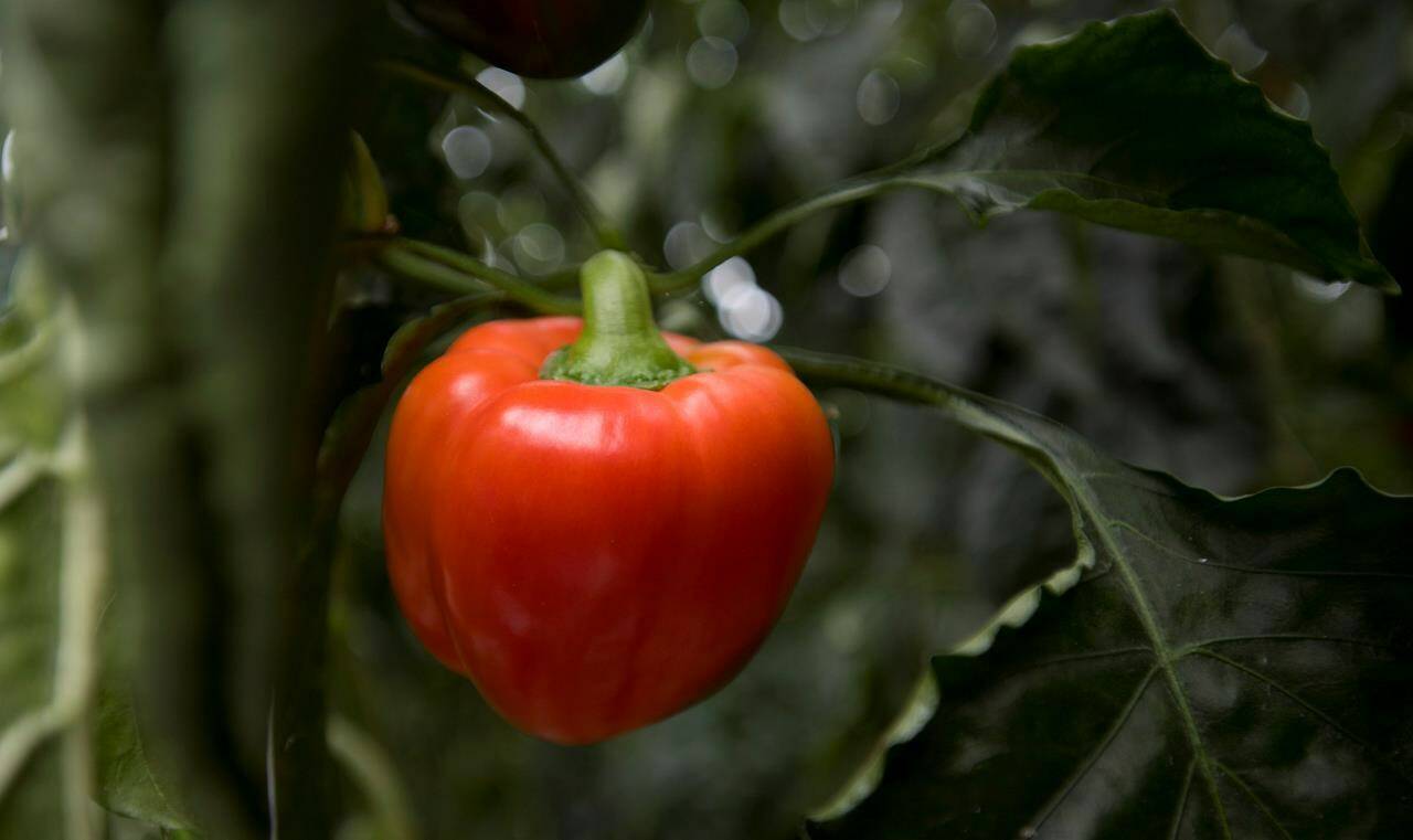 A red pepper grows on a vine in a greenhouse in Delta, B.C., Friday, Oct. 26, 2018. With rising food and energy costs and more frequent extreme weather, the indoor agriculture industry has the potential to feed Canadians more reliably and maybe more sustainably, using greenhouses, vertical farms and hydroponic technology. THE CANADIAN PRESS/Jonathan Hayward