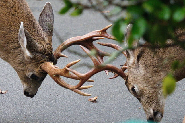 Brian Eccles recorded bucks battling for mating supremacy in his Oak Bay yard. (Photo by Brian Eccles)