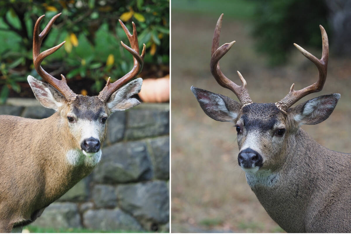 Resident Brian Eccles says bucks are common visitors, that he frequently photographs, in his Oak Bay yard. (Photos by Brian Eccles)