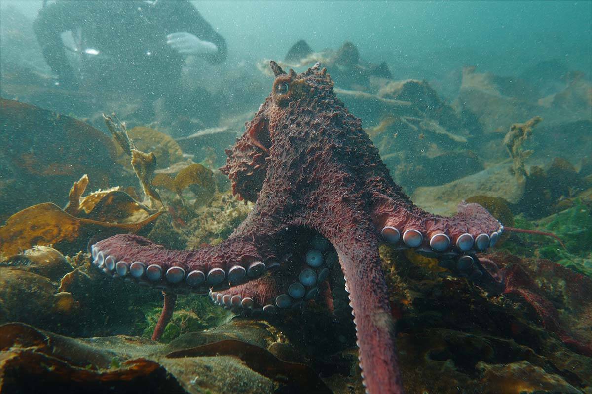 An experienced Vancouver diver and schoolteacher Andrea Humphreys described her recent, epic interaction with a giant octopus in the Campbell River area in an October 2022 handout photo. Humphreys said she has been diving for 12 years and this was the first time an octopus came over to her and gave her a hug. THE CANADIAN PRESS/HO-Andrea Humphreys