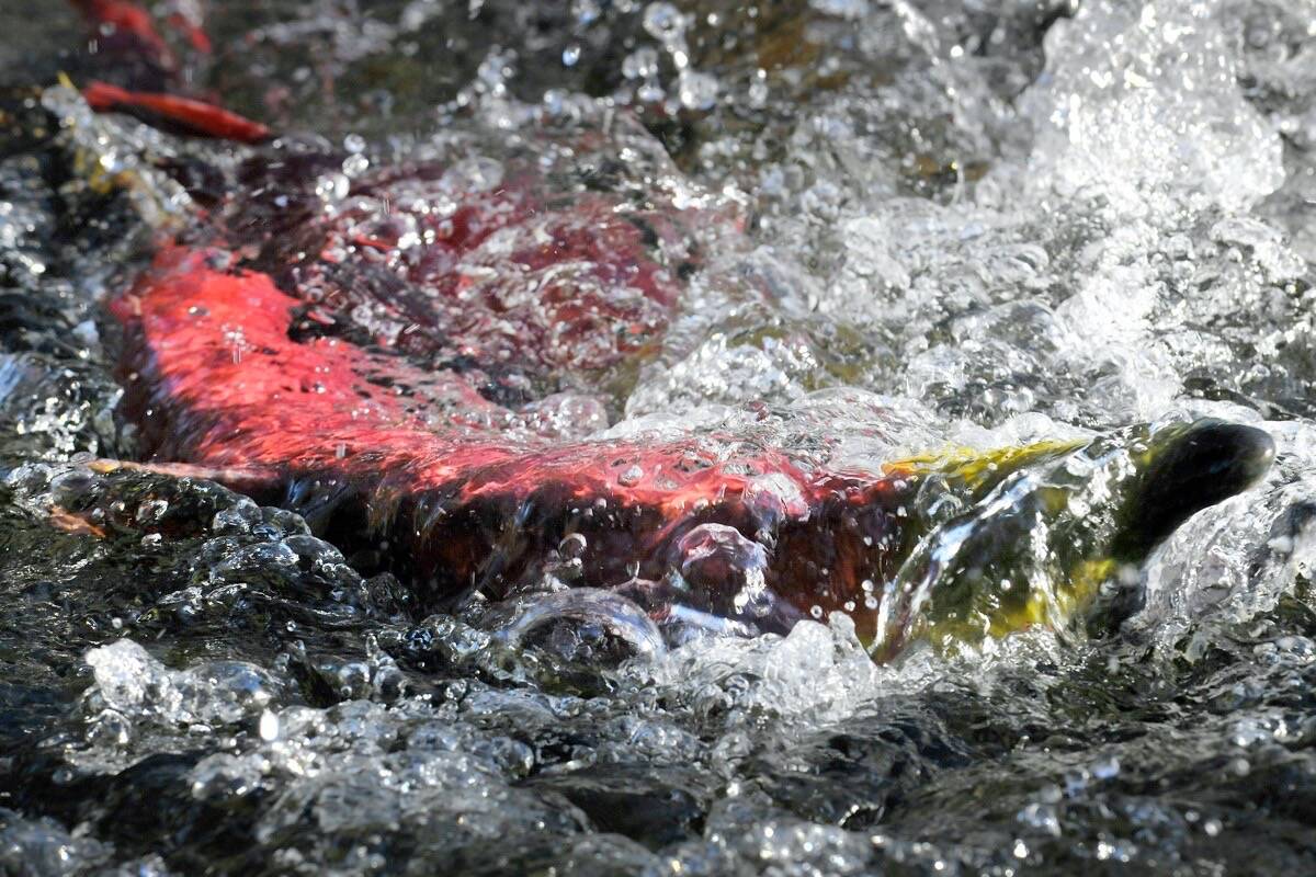 A team led by University of British Columbia researchers is hoping to find out if road salt in streams could be harming Pacific salmon. (Courtesy Pacific Salmon Foundation)
