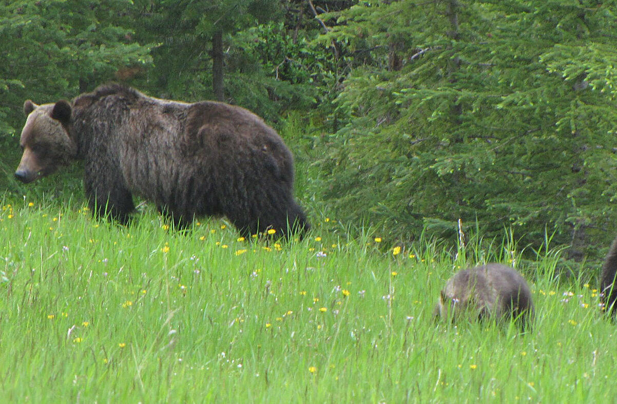 A grizzly bear and cubs. (Credit: Wikimedia Commons)