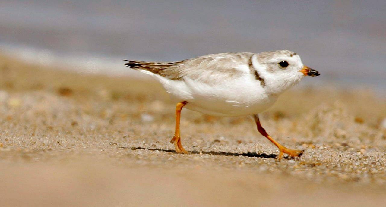 An adult Piping Plover runs along a beach as waves lap on the shore in the background, in the Quonochontaug Conservation Area, in Westerly, R.I., July 12, 2007. An environmental law group is taking the federal government to court over new rules to protect piping plover habitat. THE CANADIAN PRESS/AP-Steven Senne