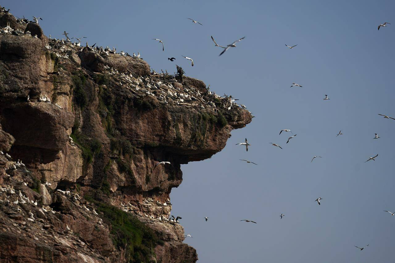 Northern gannets soar along the cliffs of Bonaventure Island in the Gulf of St. Lawrence off the coast of Quebec, Canada’s Gaspe Peninsula, Monday, Sept. 12, 2022. The small island is close to shore and home to over 100,000 gannets in the breeding season, making them the world’s second largest northern gannet colony. (AP Photo/Carolyn Kaster)