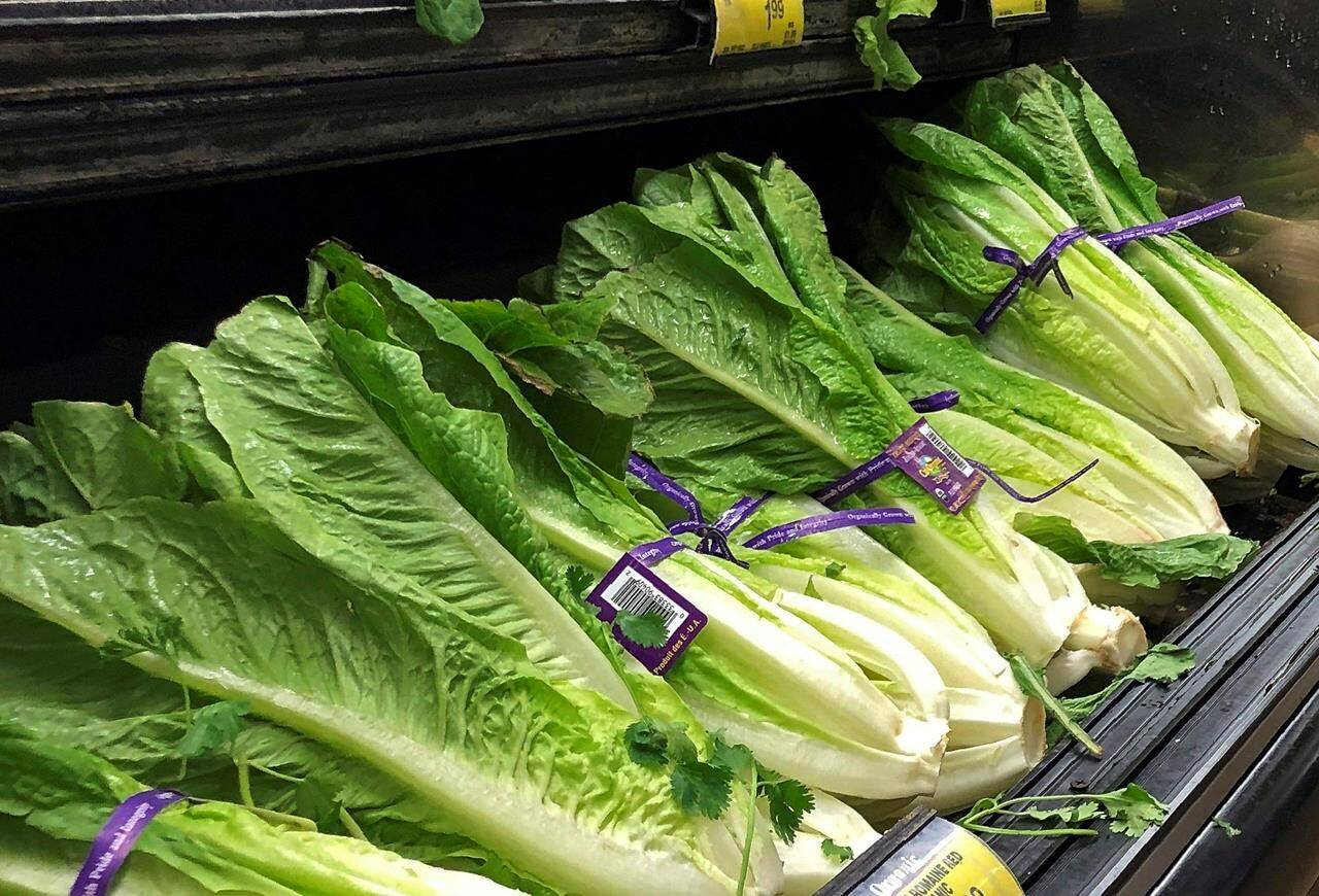 This Nov. 20, 2018 file photo shows romaine lettuce in Simi Valley, Calif. A shortage of lettuce is driving prices up at the grocery store and in restaurants. THE CANADIAN PRESS/AP/Mark J. Terrill, File