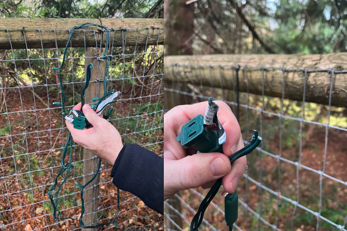 When securely fastened lights couldn’t be pried loose from the Christmas in Williams Park display in Langley they were vandalized beyond repair. Damage was estimated in the hundreds of dollars by Barb Sharp, president of the non-profit group that puts on the annual drive-through event. (Langley Advance Times file)