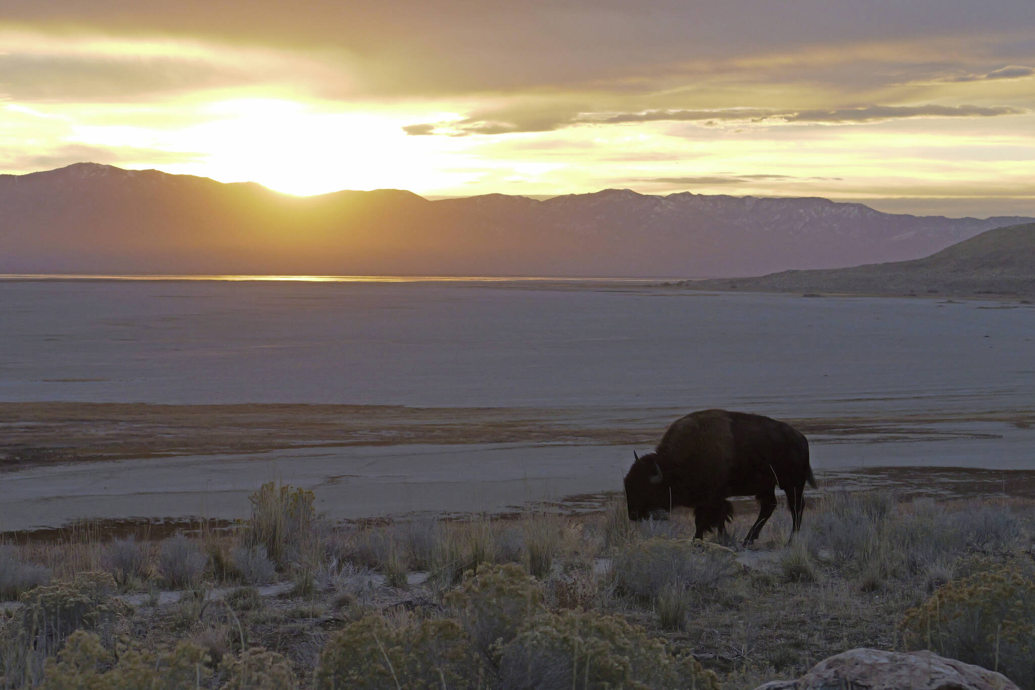 A bison is shown at sunrise on Nov. 2022, on Antelope Island, Utah. This year, about 750 bison were pushed into corrals during the Bison roundup. The animals are rounded up each fall so they can receive health checkups and vaccinations and be affixed with a small external computer chip that stores health information. They are then released back on the island or sold at a public auction to keep the herd at a manageable level of about 500. (AP Photo/Rick Bowmer)