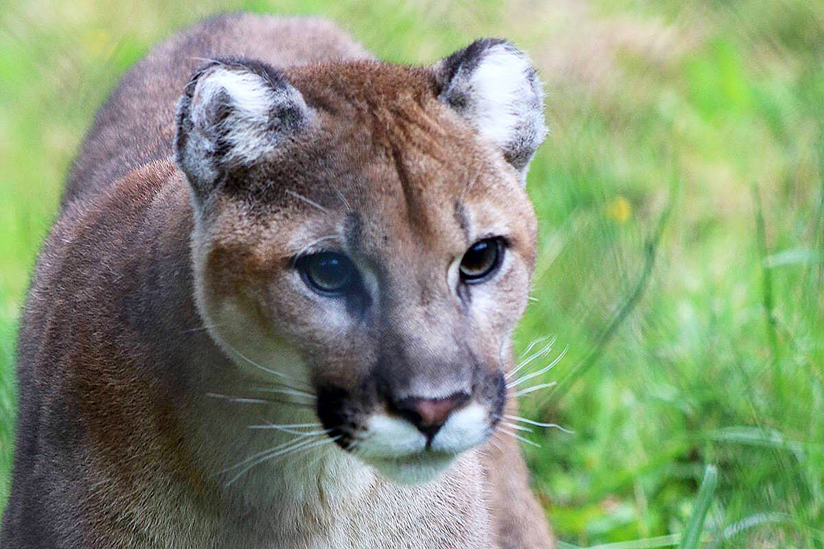 Two women escaped a stalking cougar by jumping into Kalamalka Lake Wednesday, Nov. 23, 2022. (File photo)