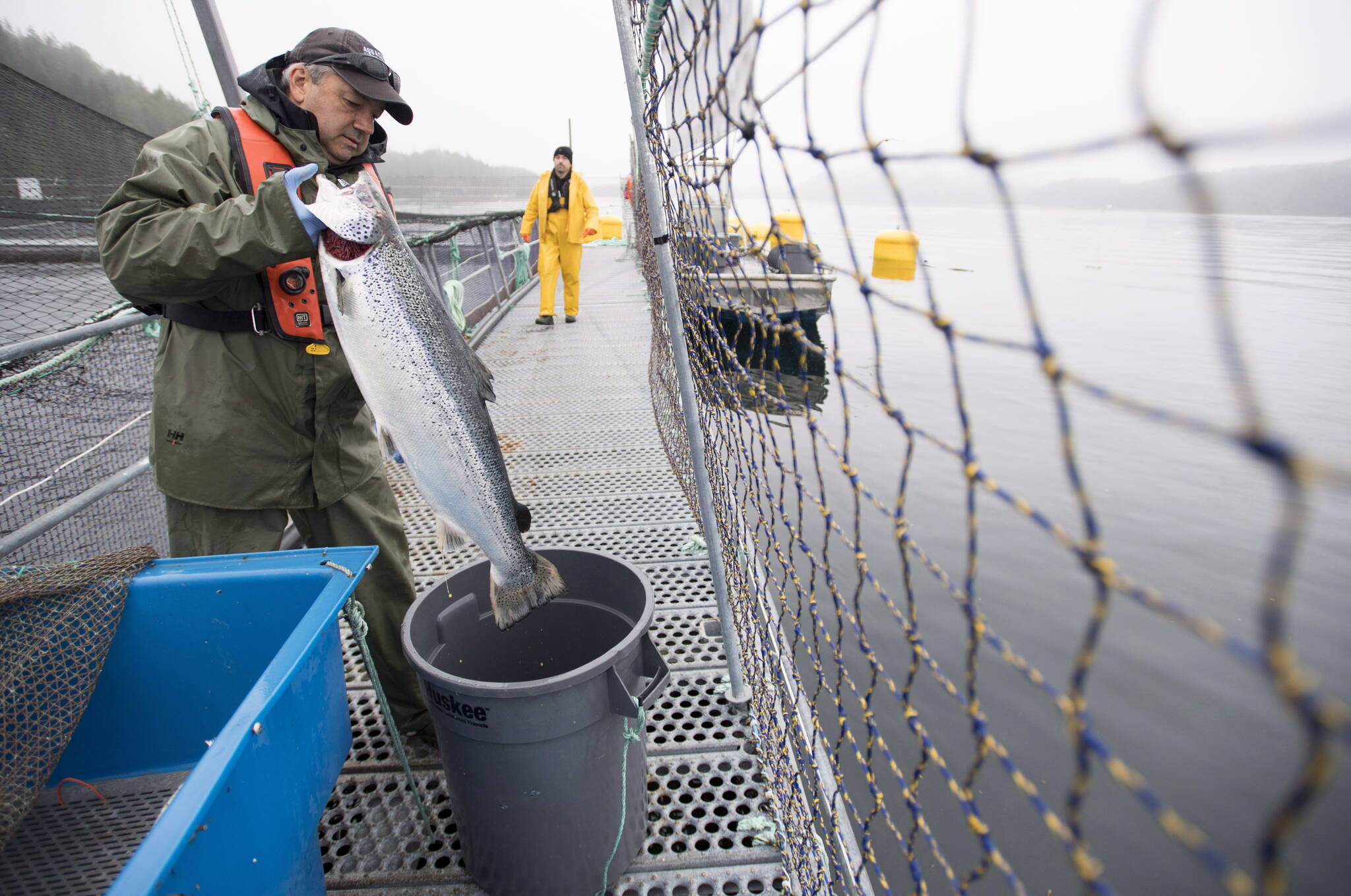 Aquatic science biologist Howie Manchester picks a salmon to collect samples from during a Department of Fisheries and Oceans fish health audit at the Okisollo fish farm near Campbell River, B.C. Wednesday, Oct. 31, 2018. THE CANADIAN PRESS /Jonathan Hayward