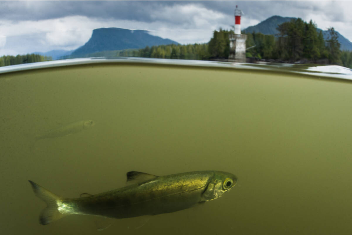 Salmon during the Invisible Migration in a tributary in B.C.’s northwest. (Photo: Tavish Campbell)