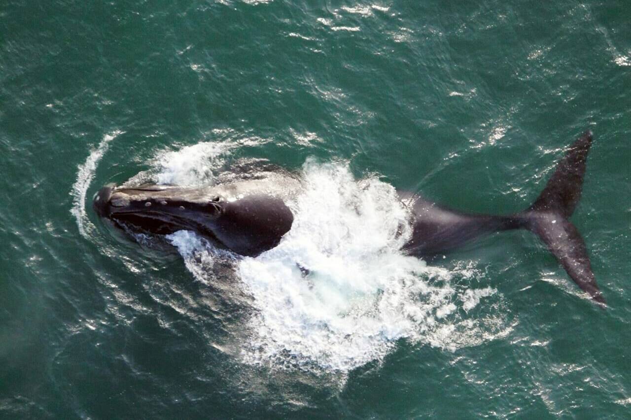 This 2009 photo provided by NOAA Fisheries shows a North Pacific right whale as it surfaces during the Priest Survey in the waters off Alaska. THE CANADIAN PRESS/Brenda Rone-NOAA Fisheries via AP