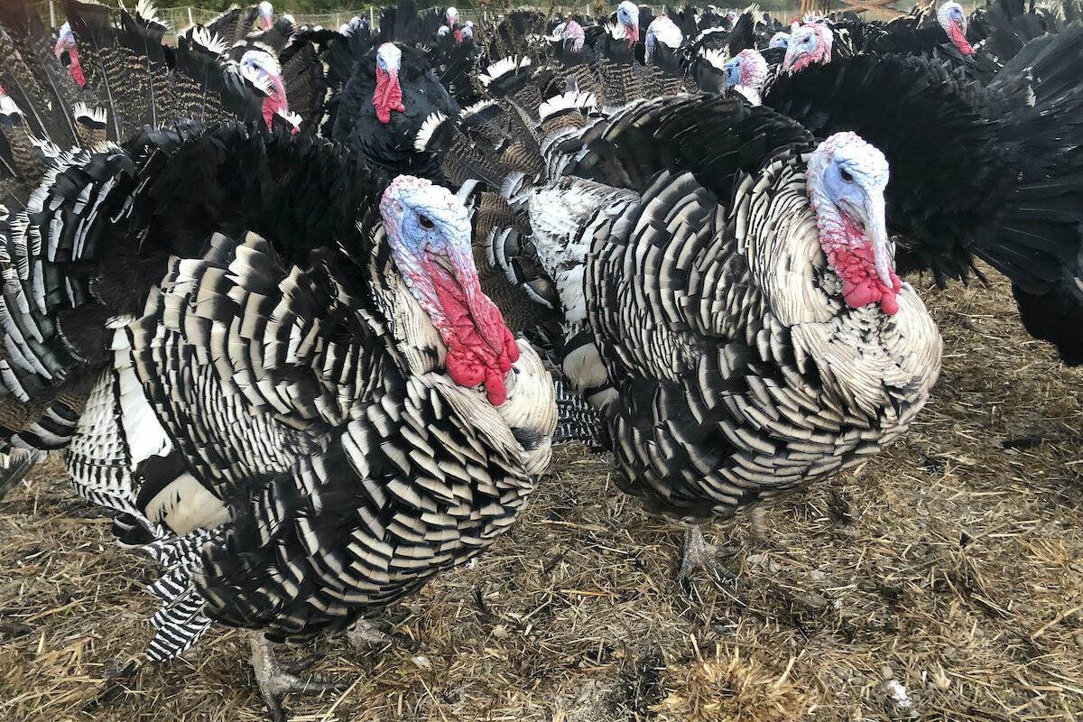 Turkeys are shown in a pen at Root Down Farm in Pescadero, Calif., Wednesday, Oct. 21, 2020. (AP Photo/Haven Daley)