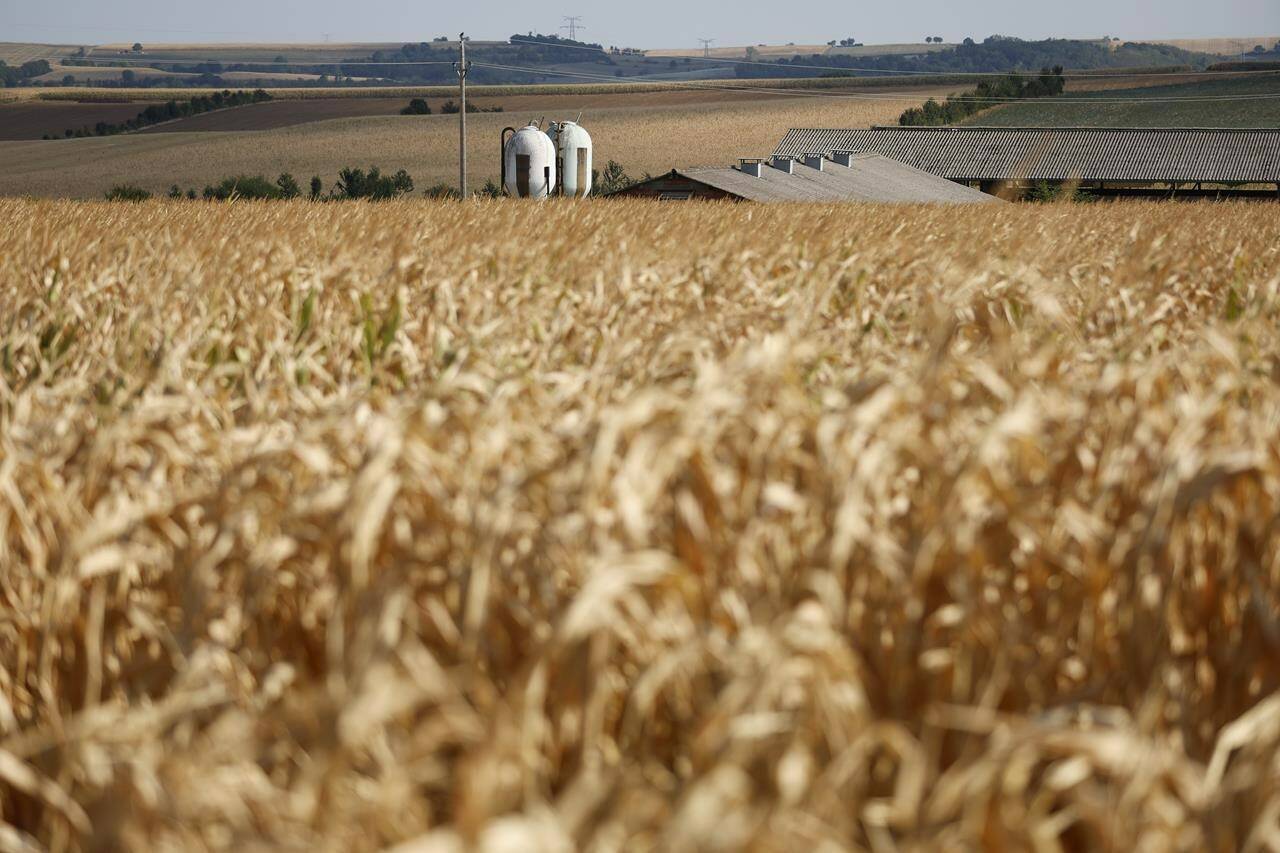 FILE - Corn fields are completely dry in the Kochersberg near Strasbourg eastern France, Aug. 28, 2022. The conference known as COP15, which begins Tuesday, Dec. 6, hopes to set goals for the world for the next decade to help conserve the planet’s biodiversity and stem the loss of nature. (AP Photo/Jean-Francois Badias, File)