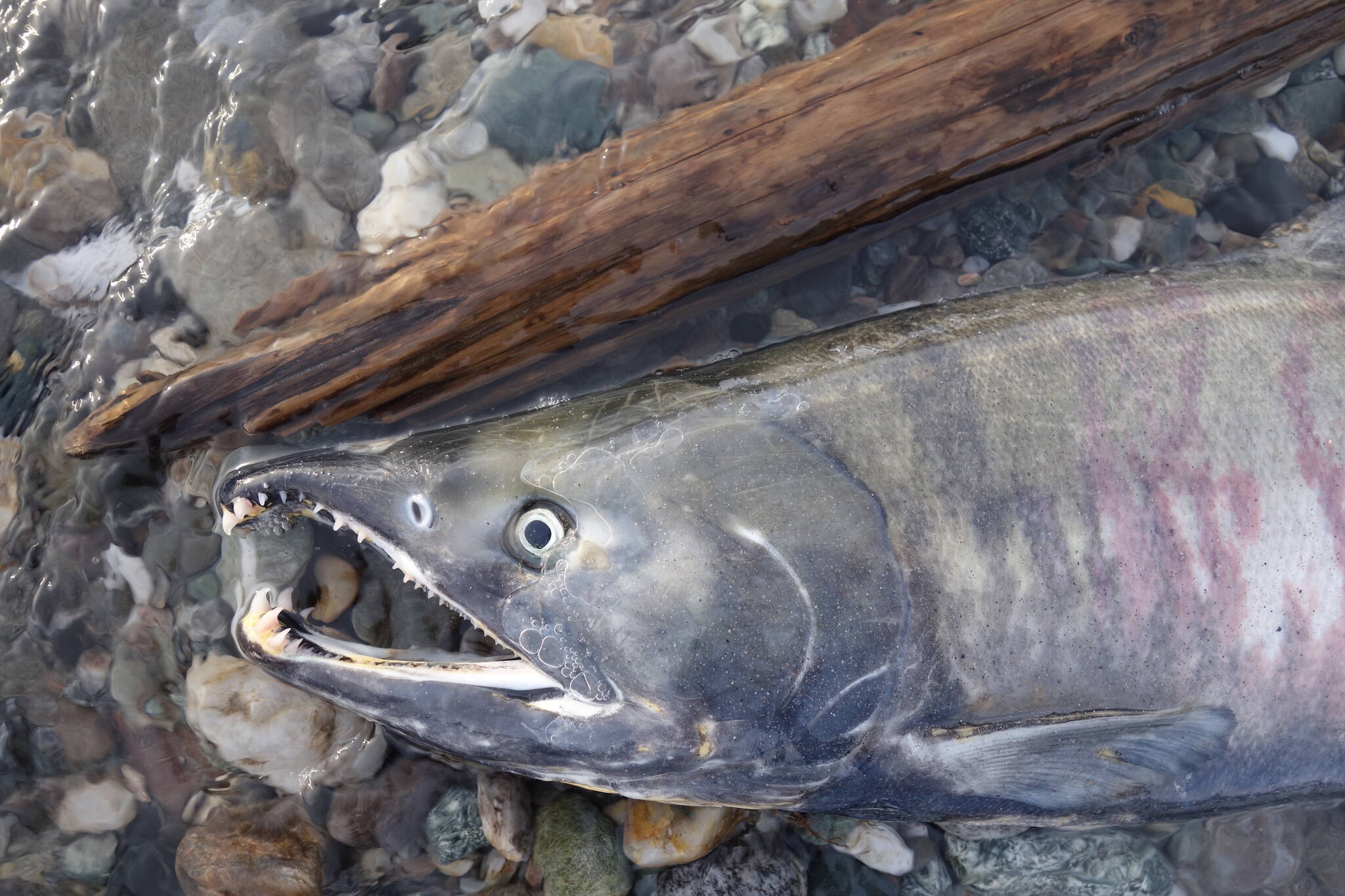 A dead chum salmon in the Delta River after it had returned more than 1,000 miles from the ocean to spawn. (Courtesy Photo / Ned Rozell)