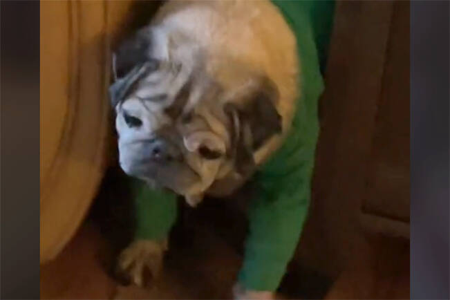 Keiko the 14-year-old pug gets himself unstuck from behind a couch. (Image courtesy Shelby Jack/@glambyshelby)