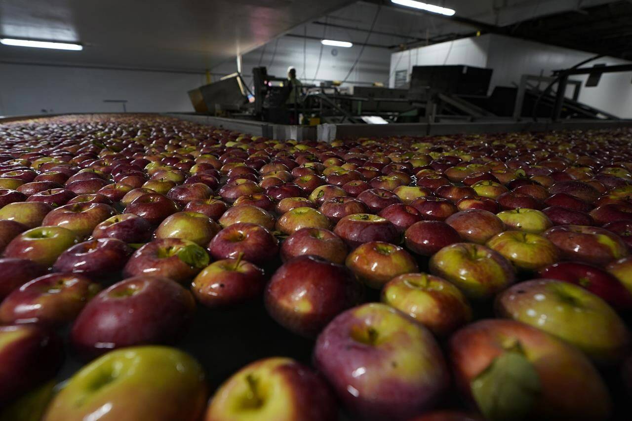 Apples are washed at the BelleHarvest packing and storage facility, Tuesday, Oct. 4, 2022 in Belding, Mich. BelleHarvest is the second largest packing and storage facility for apples in the state of Michigan. (AP Photo/Carlos Osorio)