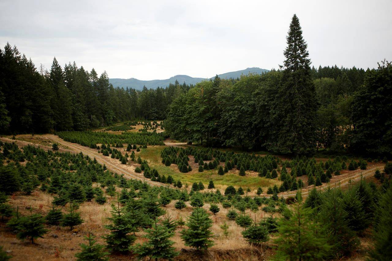 A parcel of land on the Sahtlam Tree Farm is seen, in the Cowichan Valley area of Duncan, B.C., on Saturday, July 31, 2021. The effects of climate change are taking a toll on Christmas tree farms in British Columbia and beyond, and one forestry expert says the sector that’s already shrinking will need to adapt in the coming years. THE CANADIAN PRESS/Chad Hipolito