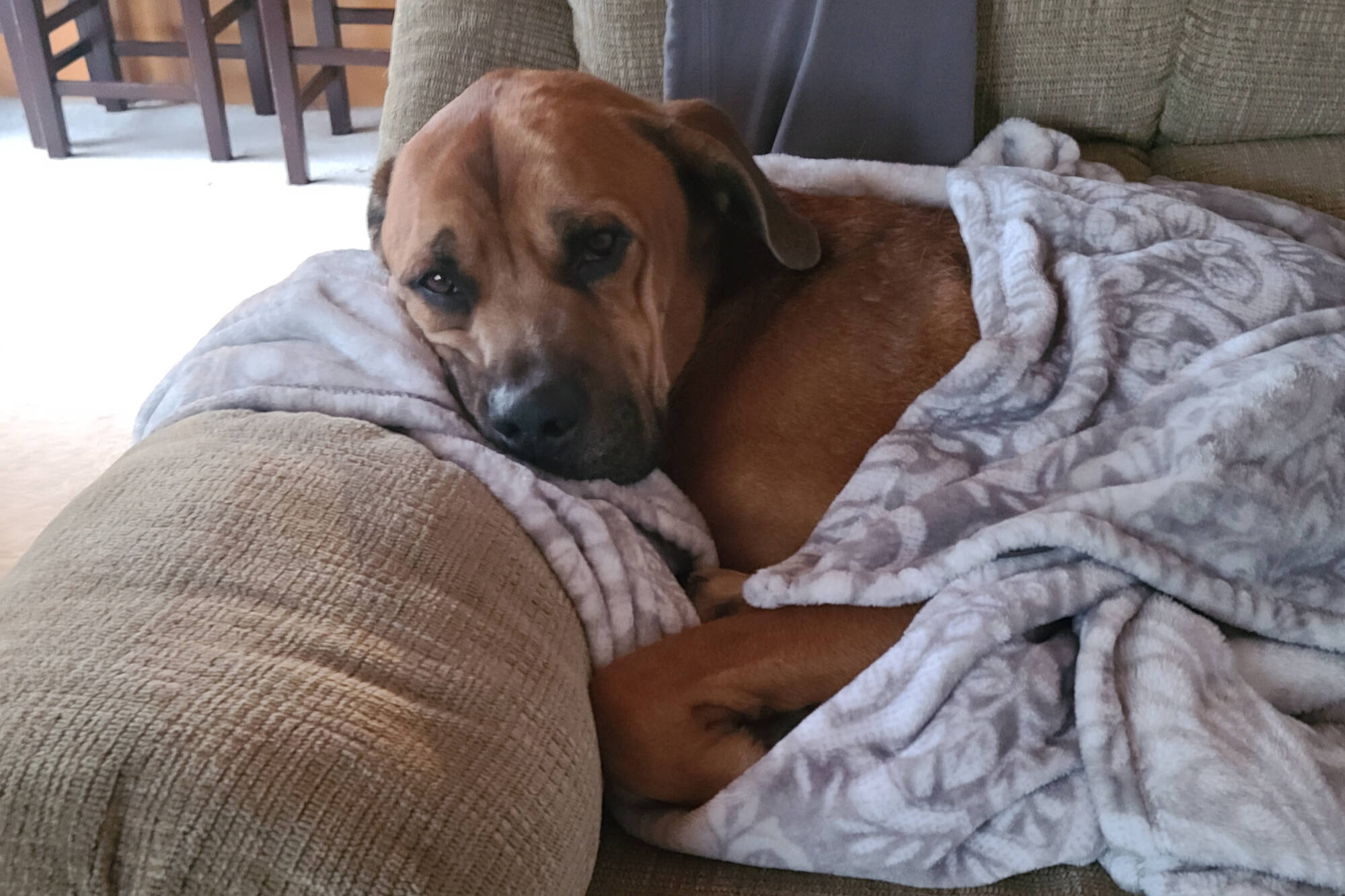 Bruce recovers on the couch on Dec. 9, 2022, the day he returns to his family in Blind Bay after being lost for three weeks. (Photo contributed)