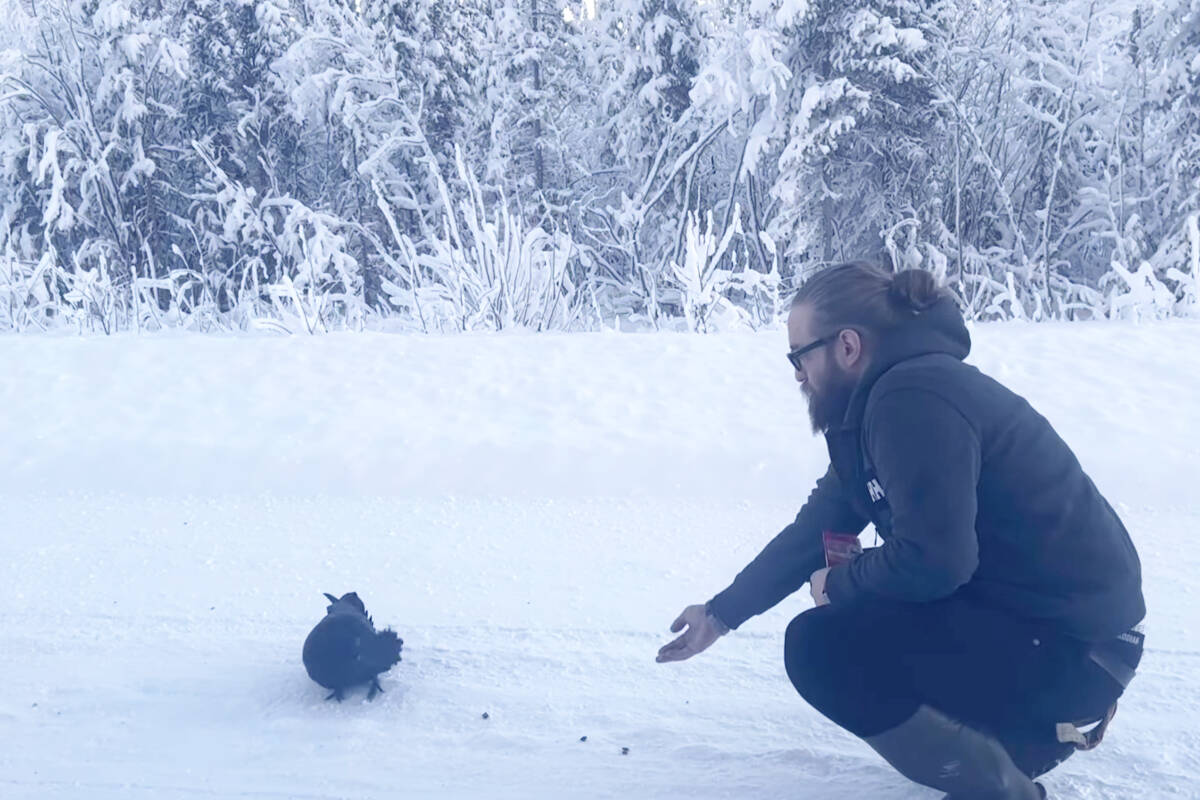 Alex Lavoie was even able to feed cat food to a raven that flew alongside his Jeep on the Dempster Highway in Yukon. Youtube video screenshot
