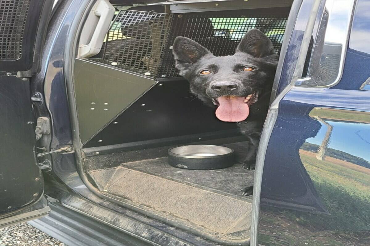 Police dog Neeka. (Kamloops RCMP/Submitted)