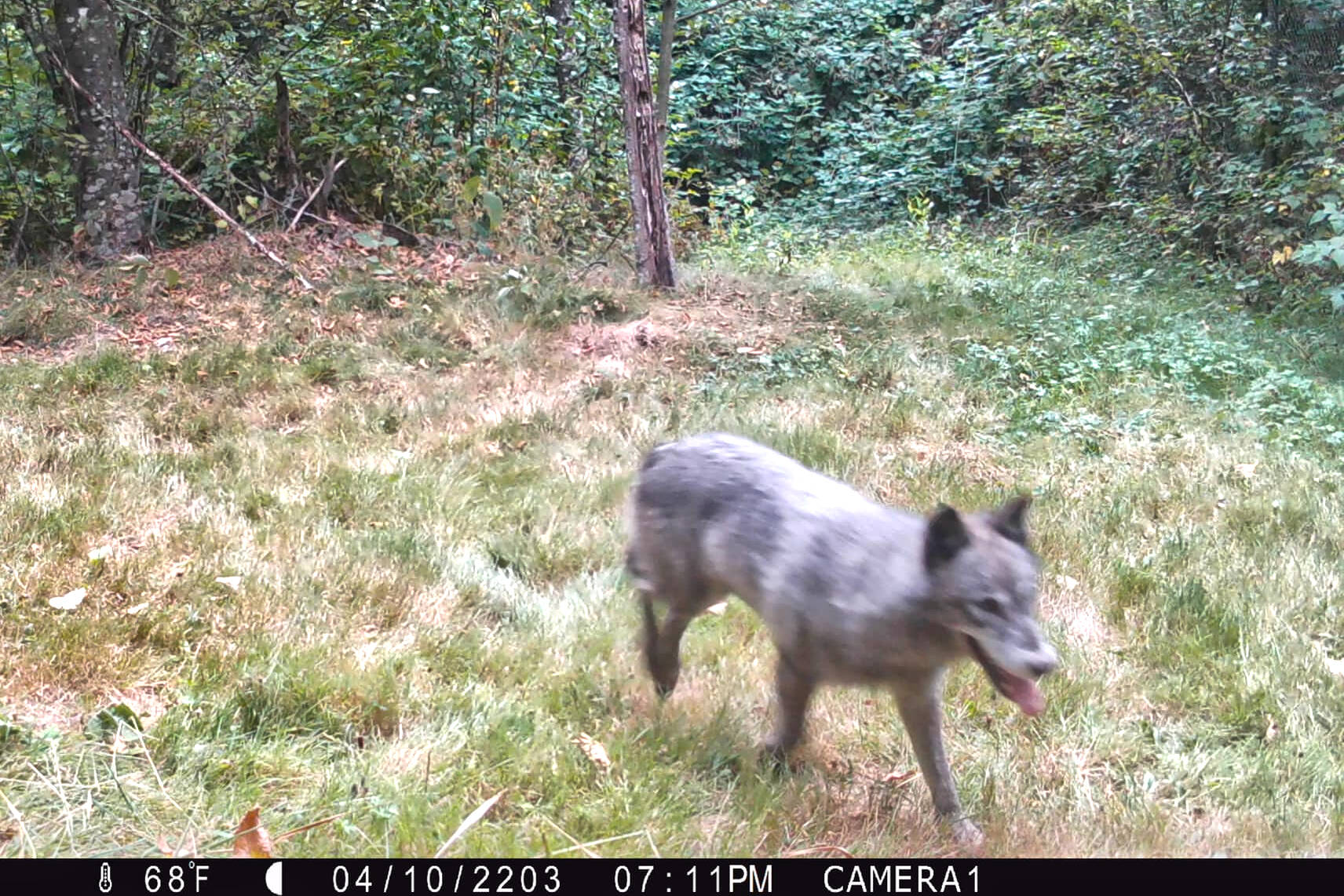 Trail cameras were used to help monitor the movement of Tempest, a wolf at the Greater Vancouver Zoo. (BC Trappers Association)
