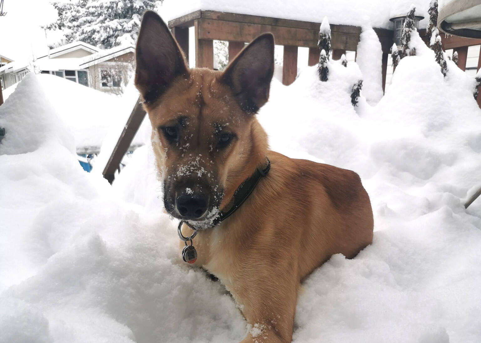 Natasha Hill snapped this picture of her pup enjoying some very deep snow in their Abbotsford yard on Dec. 20. (Submitted/Natasha Hill)