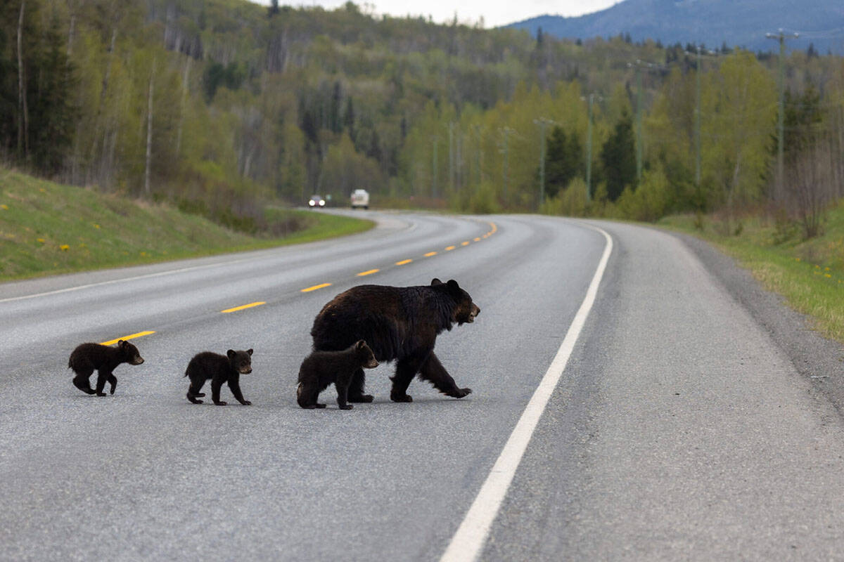 A family of black bears cross a highway in Canada. (Liam Brenna/Submitted)