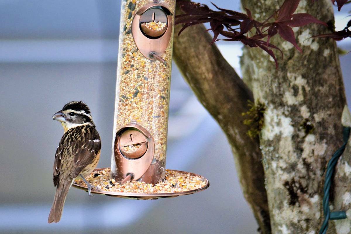 The B.C. SPCA continues to ask the public to temporarily take down seed and suet bird feeders to help discourage the unnecessary gatherings of wild birds that may facilitate spread of ‘bird flu’. (Photo credit: Stephanie Watson)